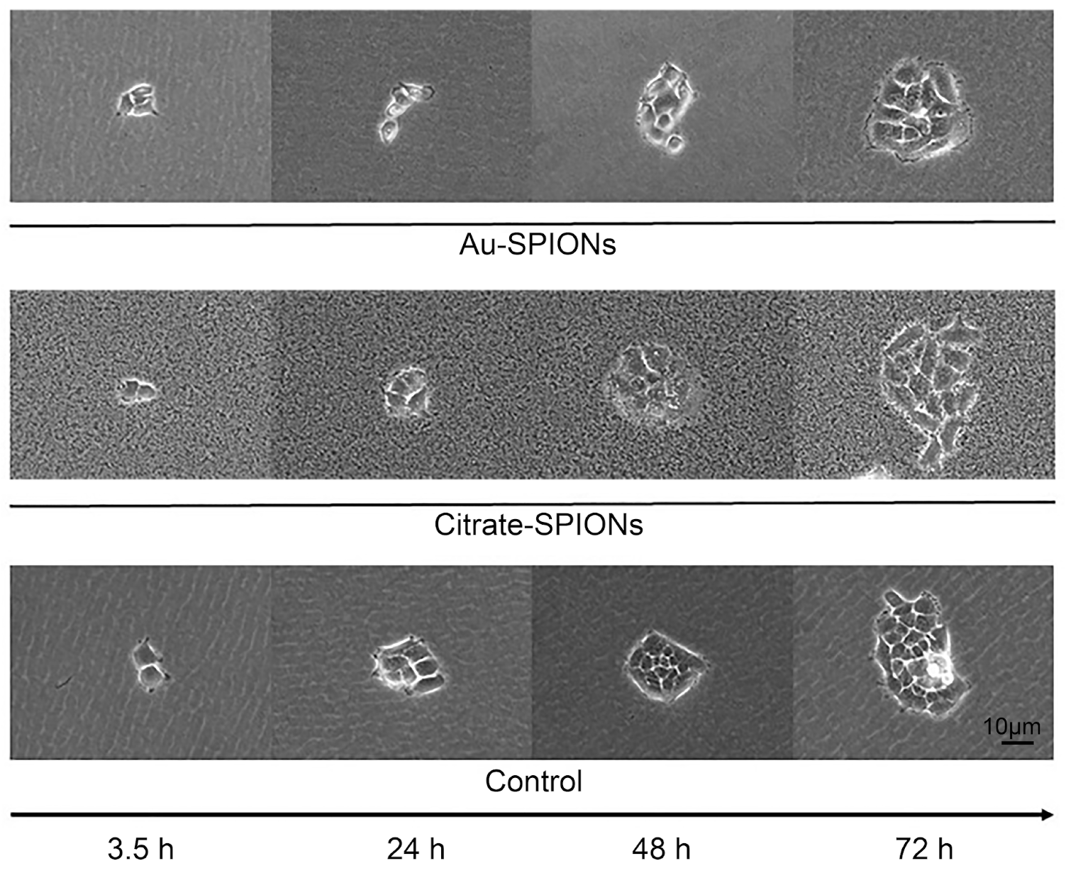 Bioengineering 09 00806 g002