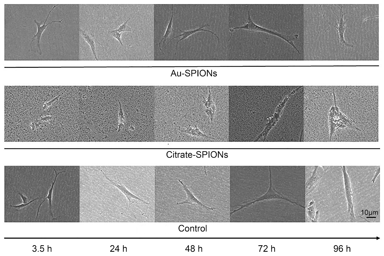 Bioengineering 09 00806 g003