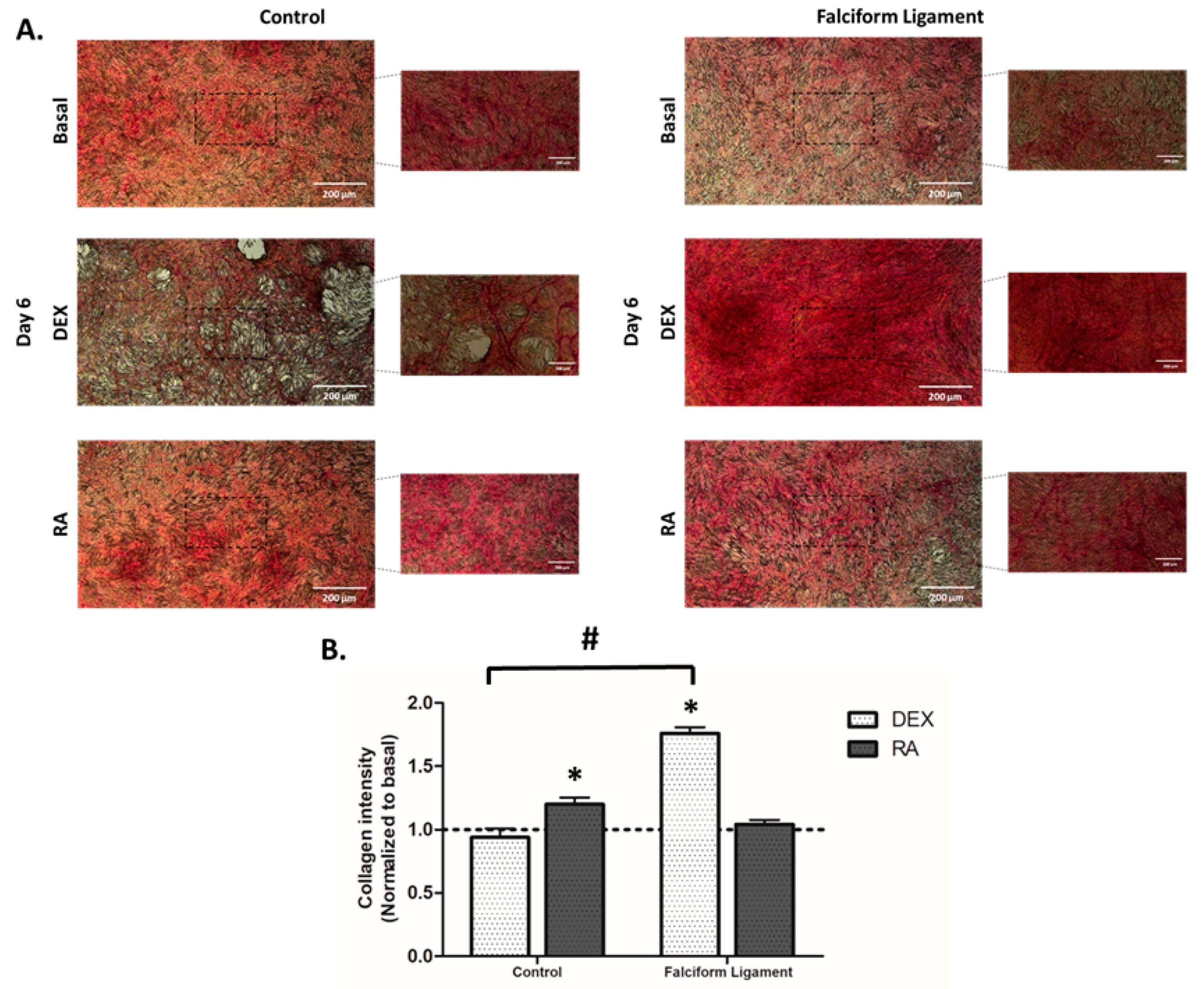 Bioengineering 09 00810 g005 Bioengineering 09 00810 g005