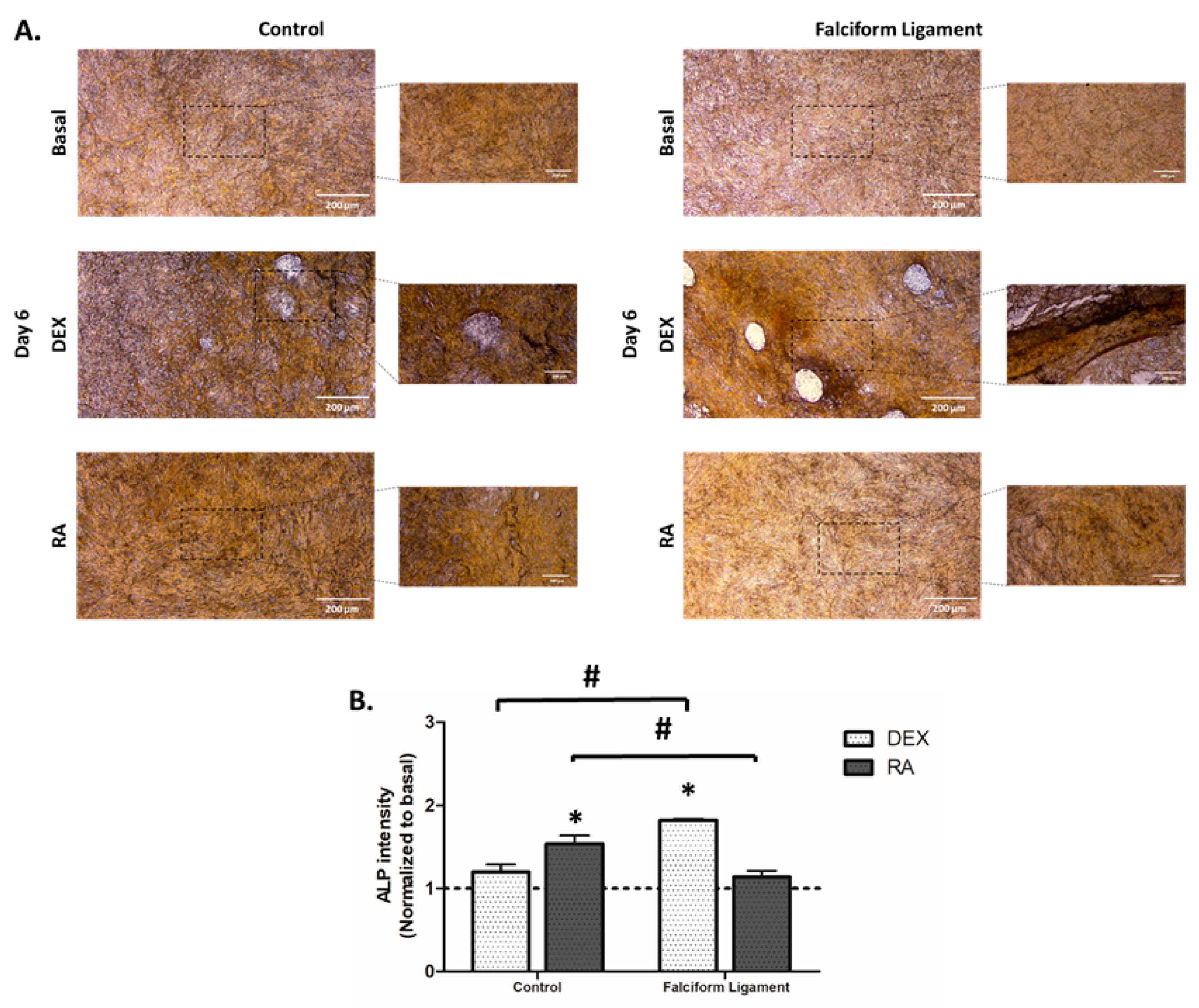 Bioengineering 09 00810 g006 Bioengineering 09 00810 g006