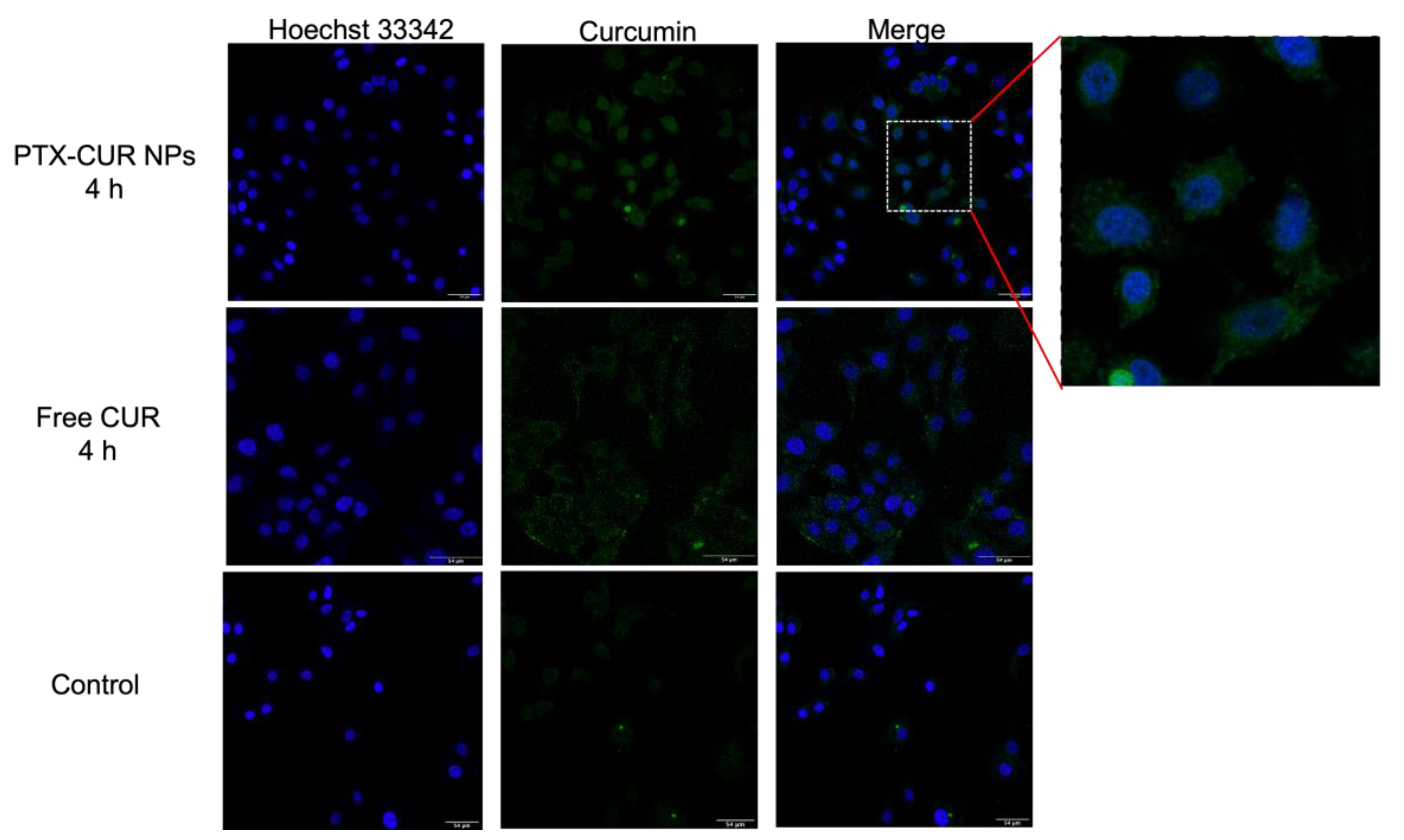 Bioengineering 09 00815 g009 Bioengineering 09 00815 g009