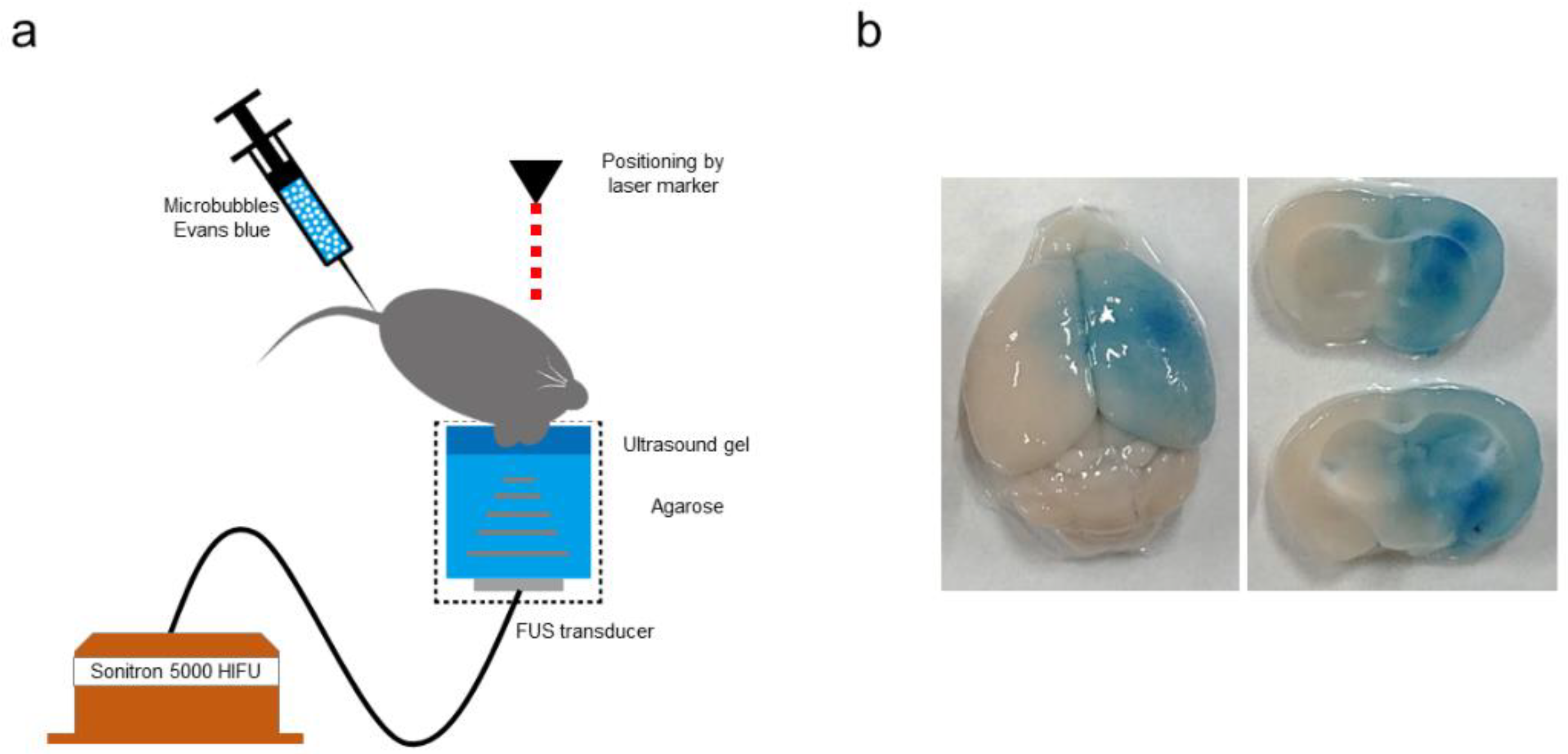 Bioengineering 10 00033 g005