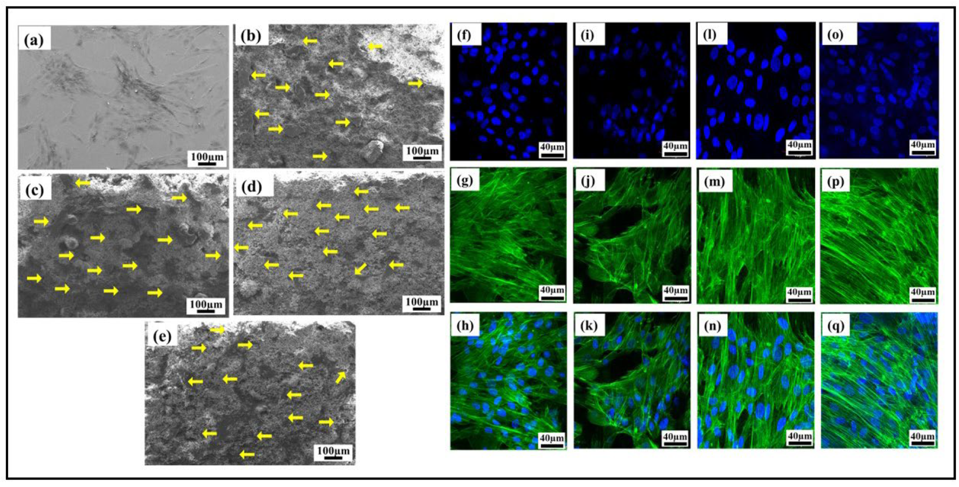 Bioengineering 10 00044 g012