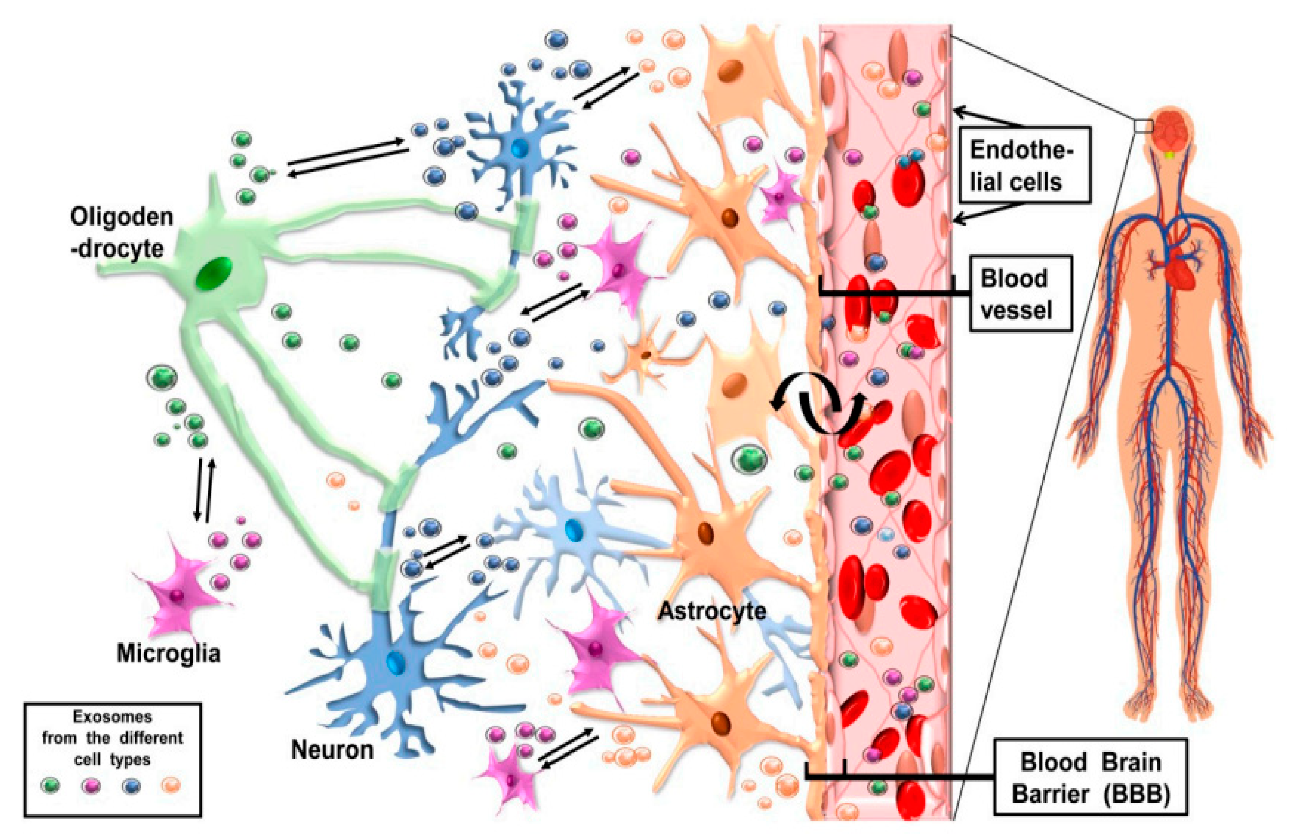 Bioengineering 10 00051 g003 Bioengineering 10 00051 g003