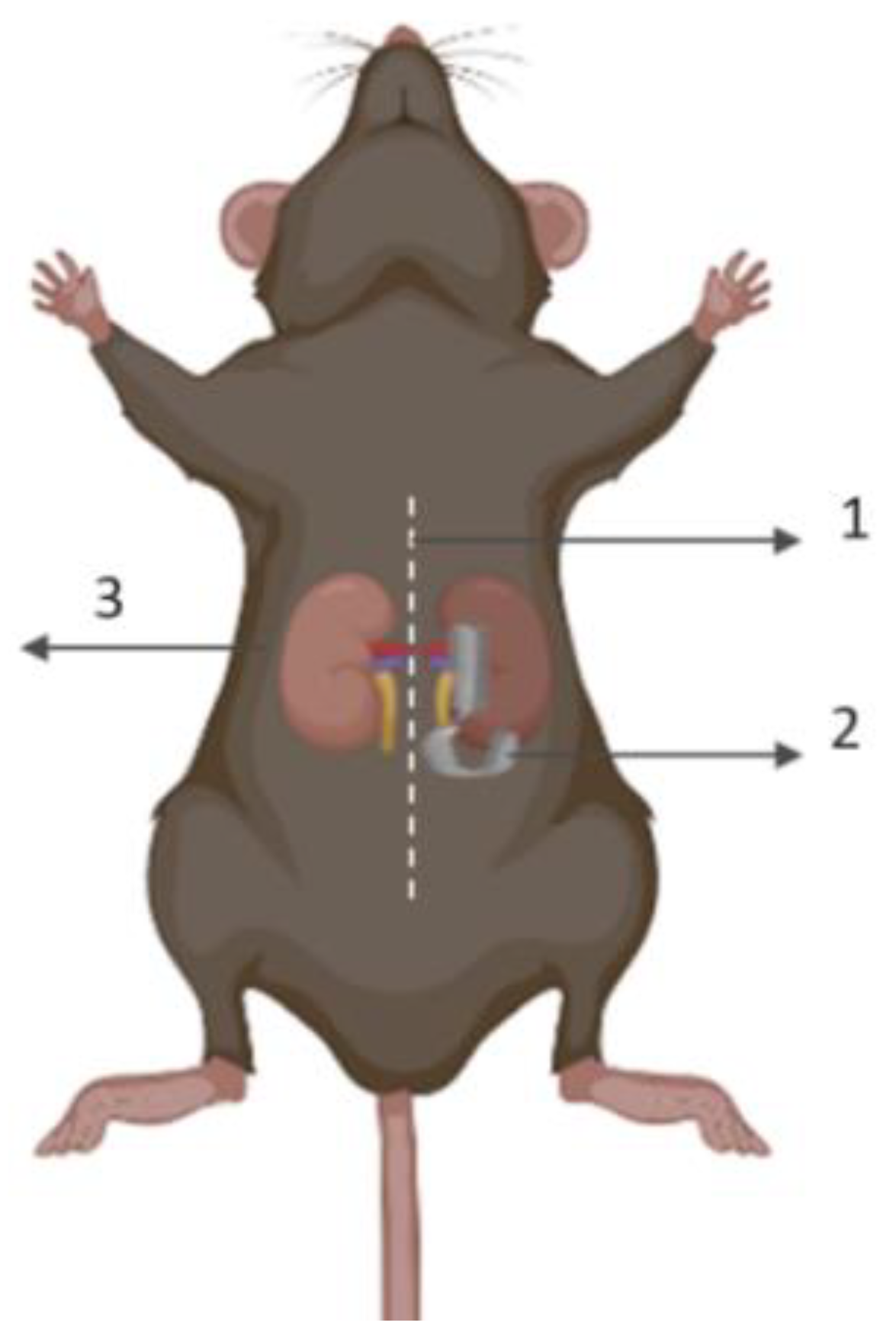 Bioengineering 10 00068 g001 Bioengineering 10 00068 g001