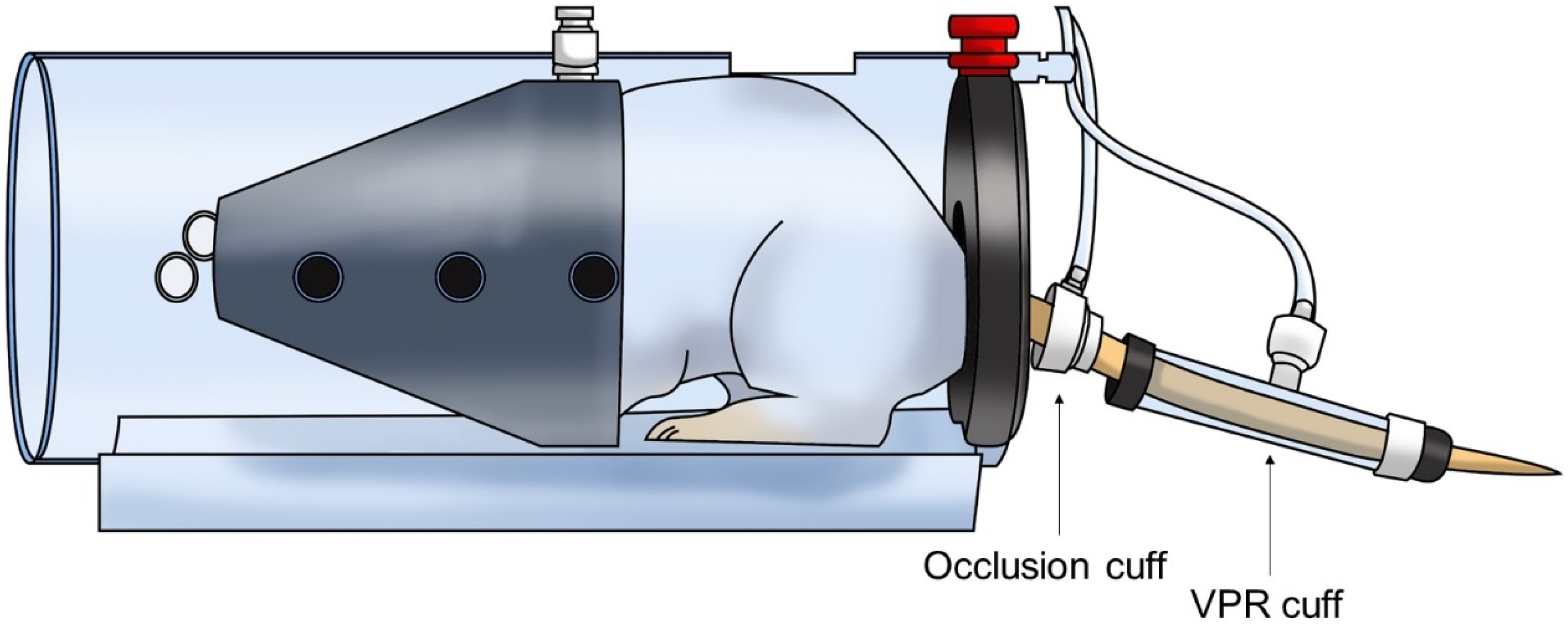 Bioengineering Free FullText Vascular Relaxation and Blood
