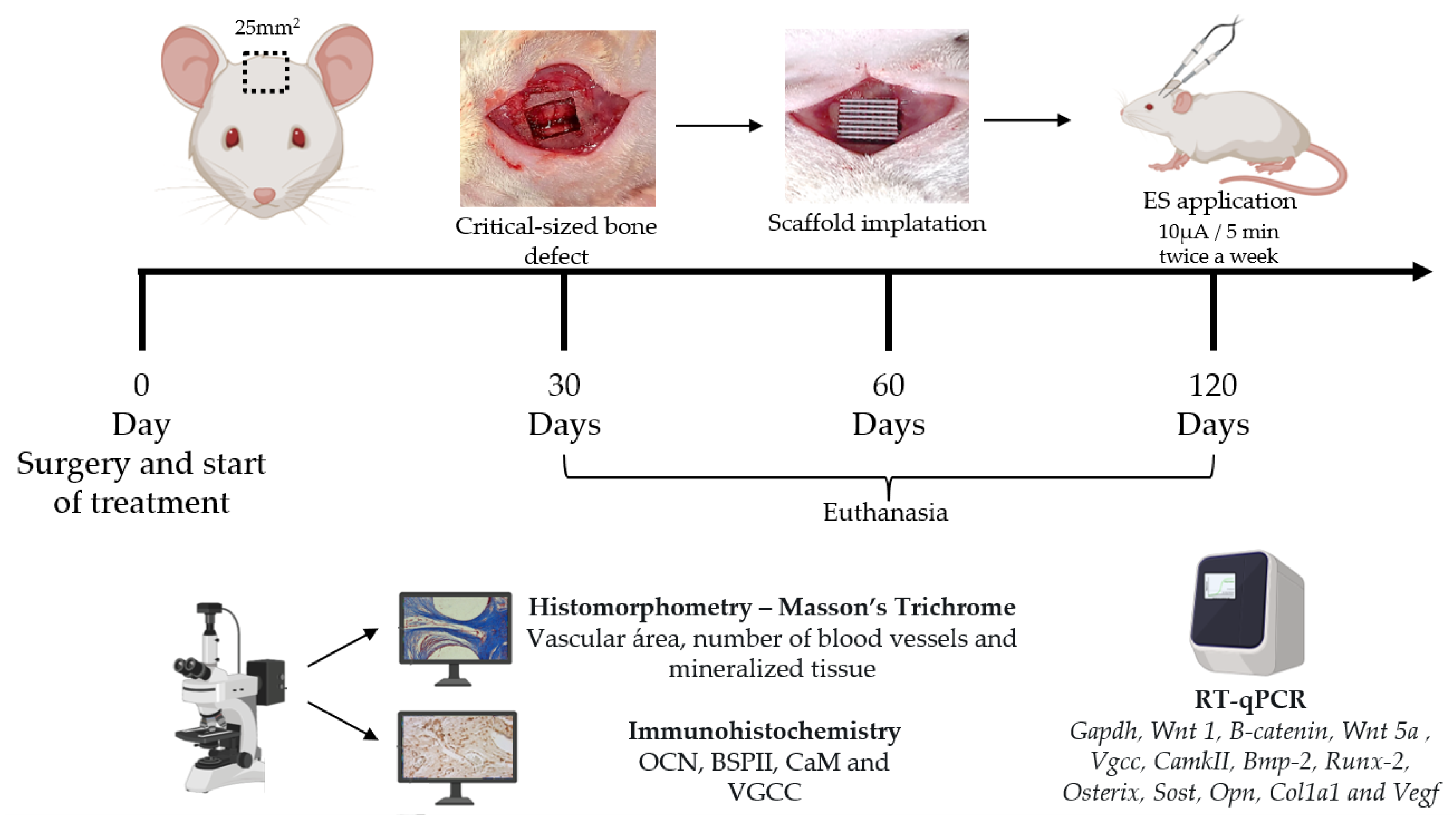 Bioengineering 10 00075 g001 Bioengineering 10 00075 g001