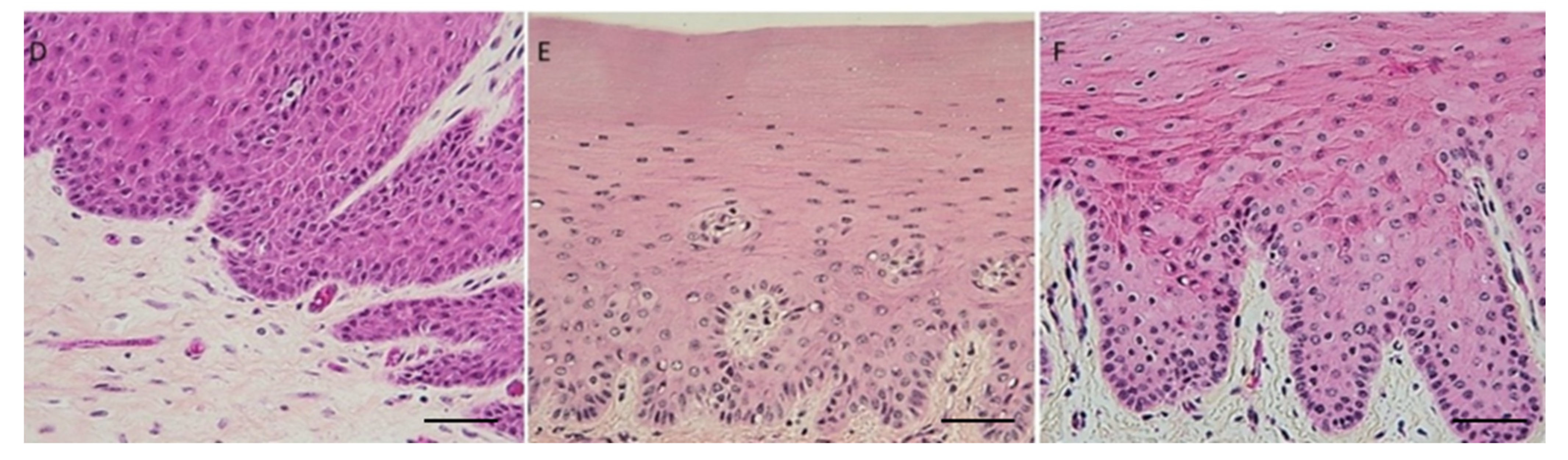 Bioengineering 10 00079 g003b