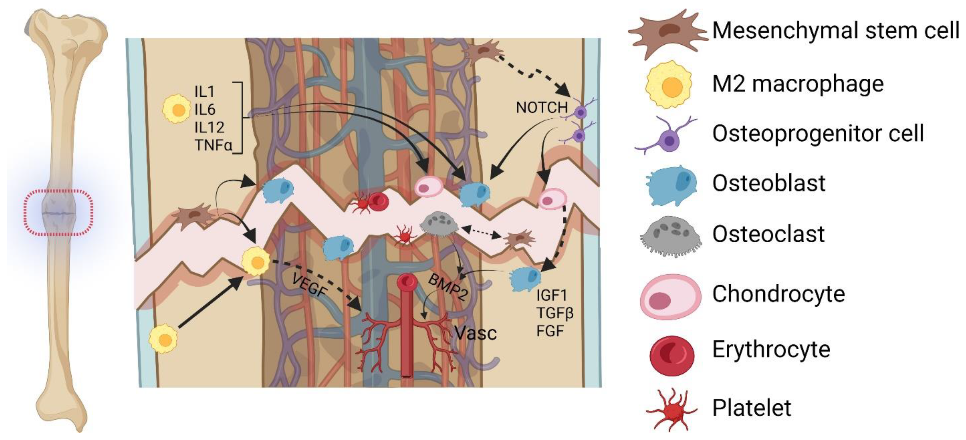 Bioengineering 10 00085 g002 Bioengineering 10 00085 g002