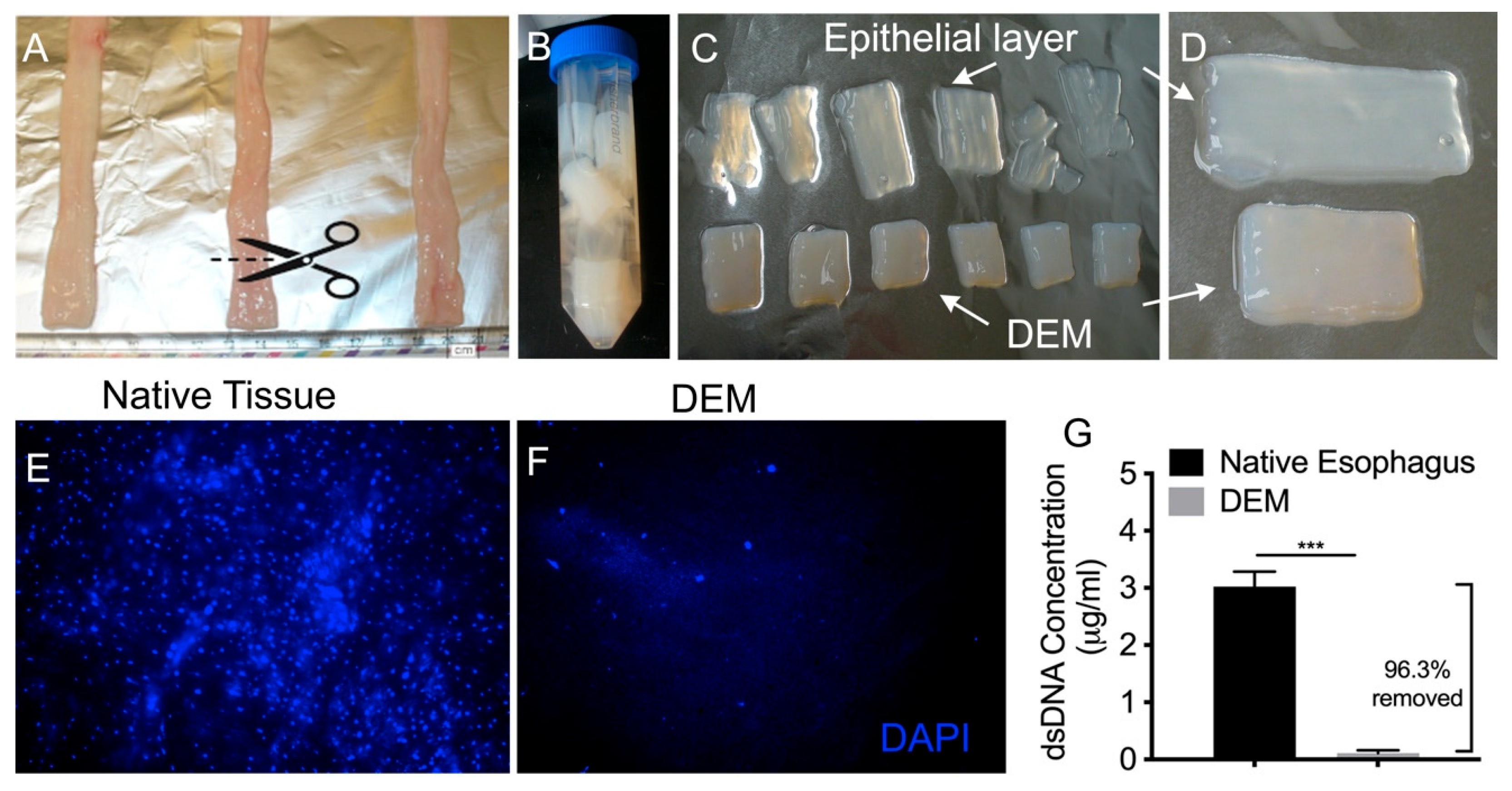 Bioengineering 10 00096 g001 Bioengineering 10 00096 g001