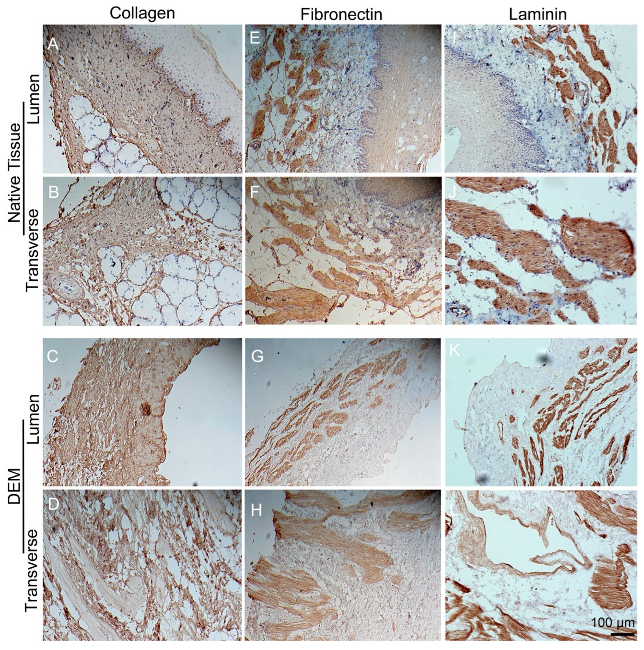 Bioengineering 10 00096 g003 Bioengineering 10 00096 g003