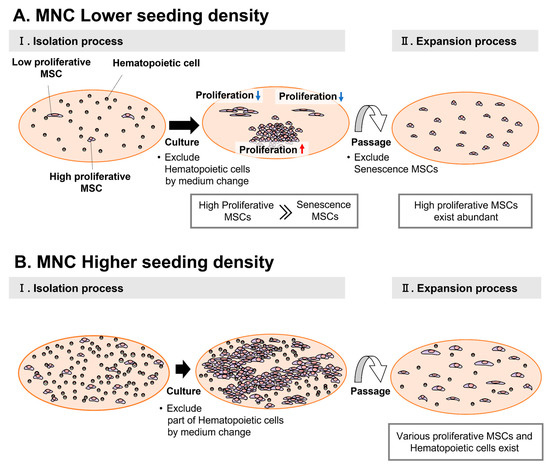 Bioengineering | Free Full-Text | Optimizing the Seeding Density of Human Mononuclear Cells to Improve the Purity of Highly Proliferative Mesenchymal Stem Cells Bioengineering | Free Full-Text | Optimizing the Seeding Density of Human Mononuclear Cells to Improve the Purity of Highly Proliferative Mesenchymal Stem Cells