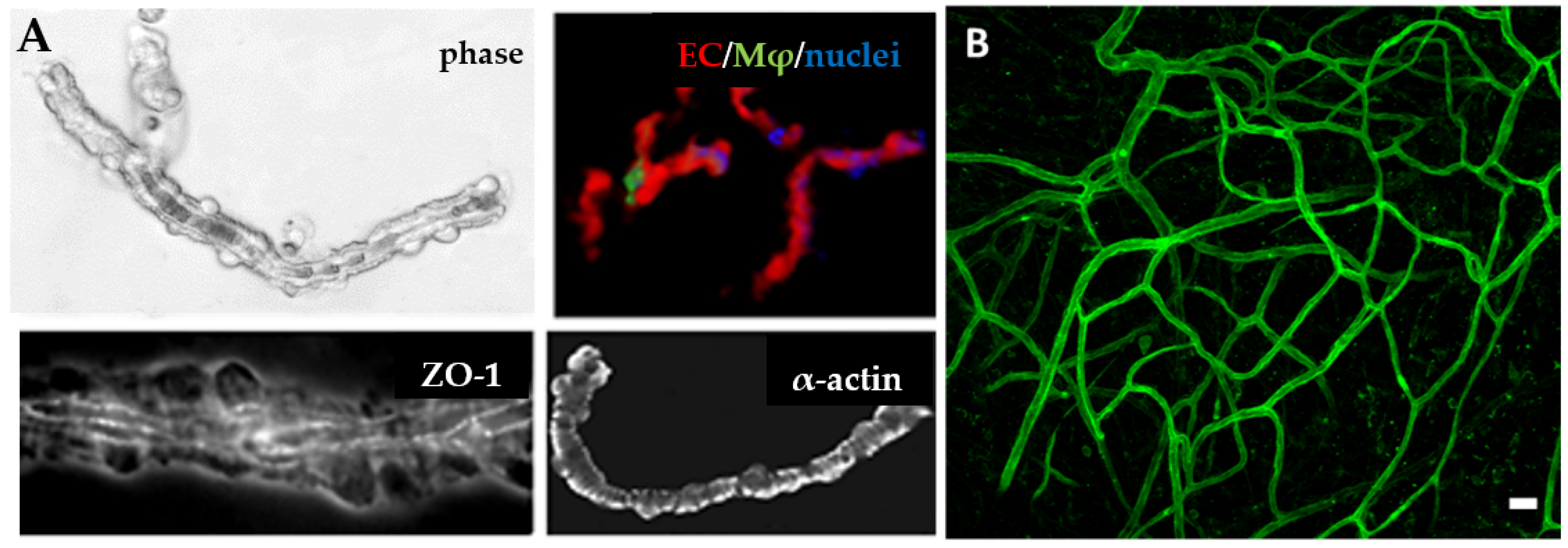 Bioengineering 10 00124 g003 Bioengineering 10 00124 g003