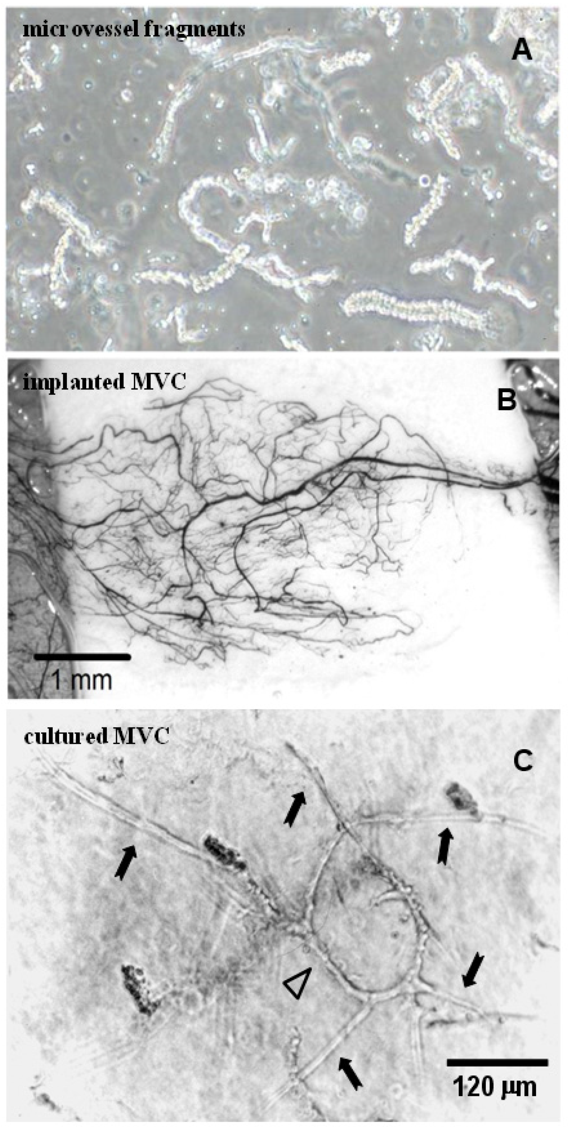 Bioengineering 10 00124 g004 Bioengineering 10 00124 g004