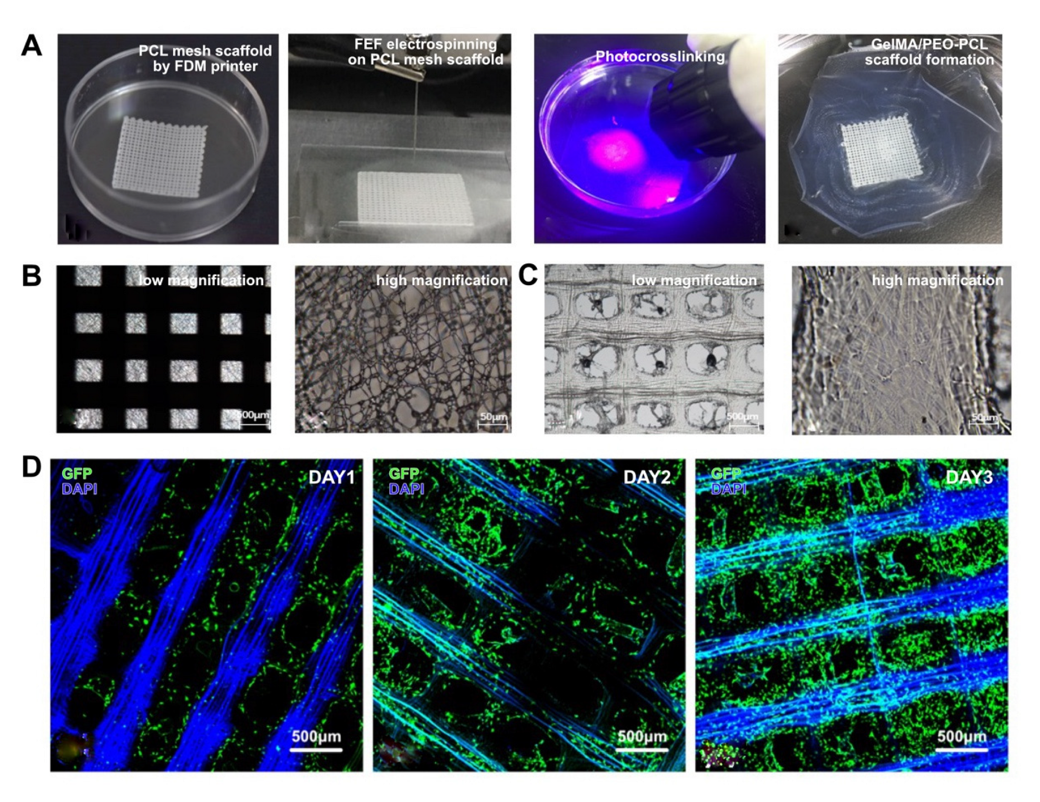 Bioengineering 10 00130 g006