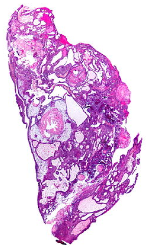 Bioengineering 10 00147 g005