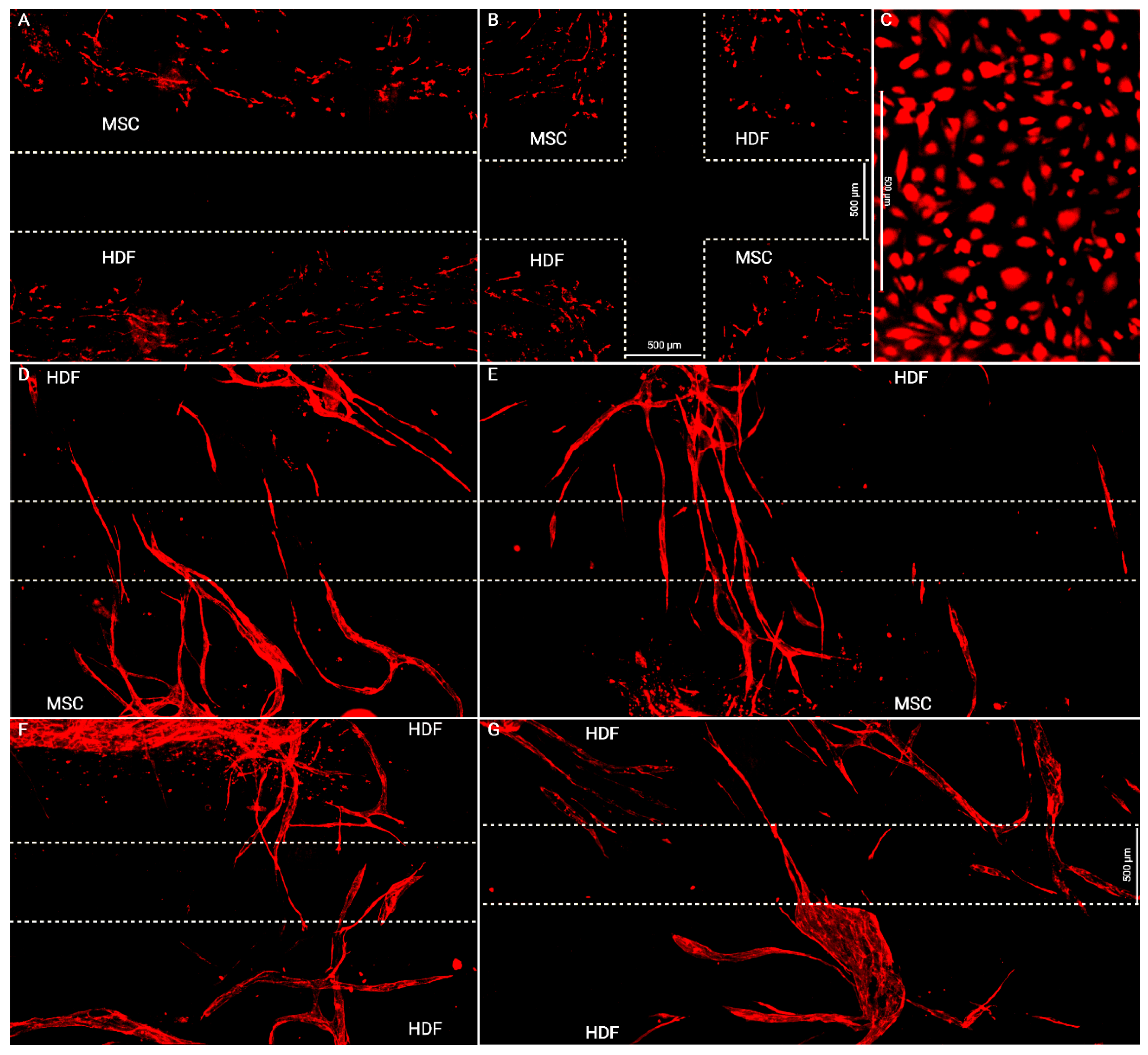 Bioengineering 10 00149 g004 Bioengineering 10 00149 g004