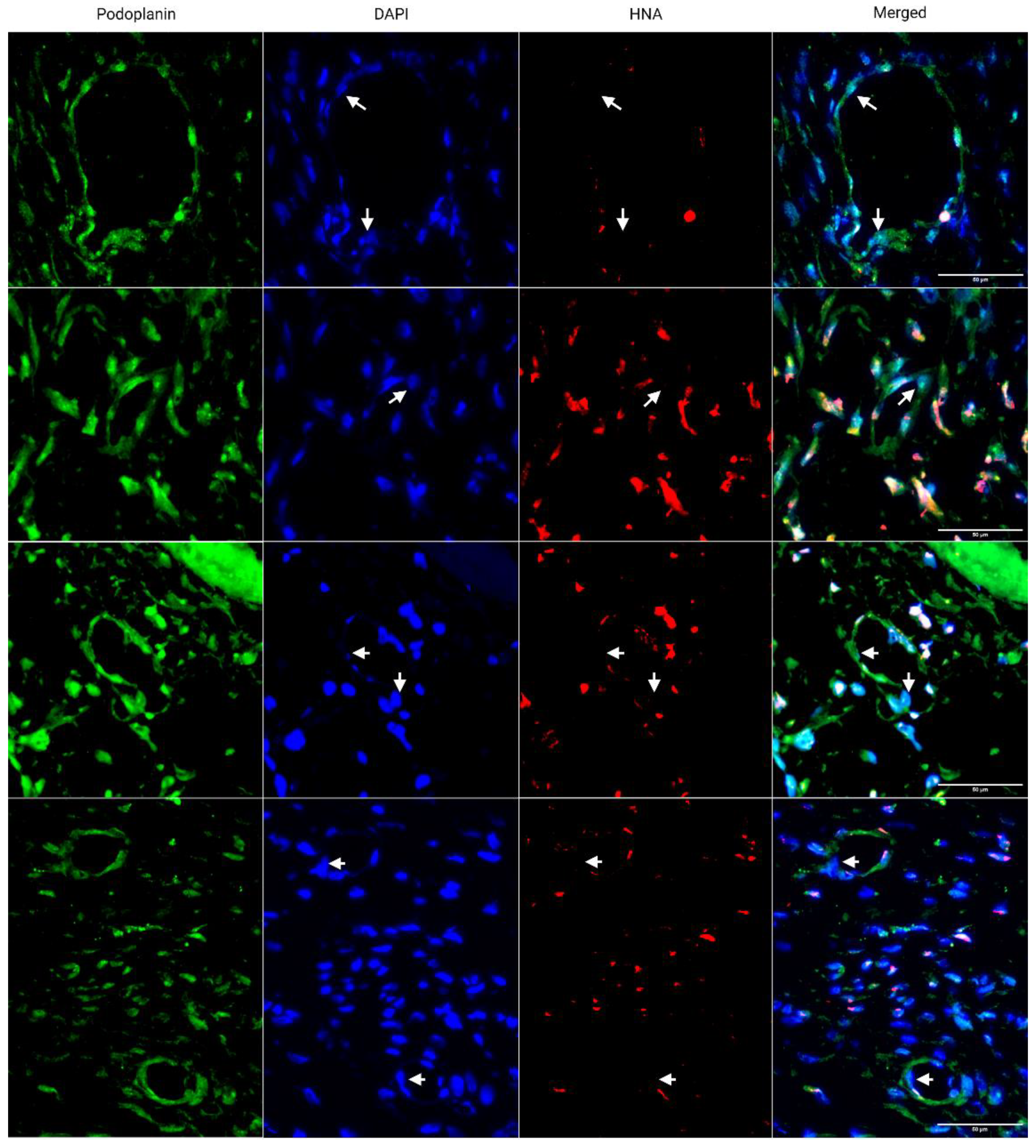 Bioengineering 10 00149 g006 Bioengineering 10 00149 g006