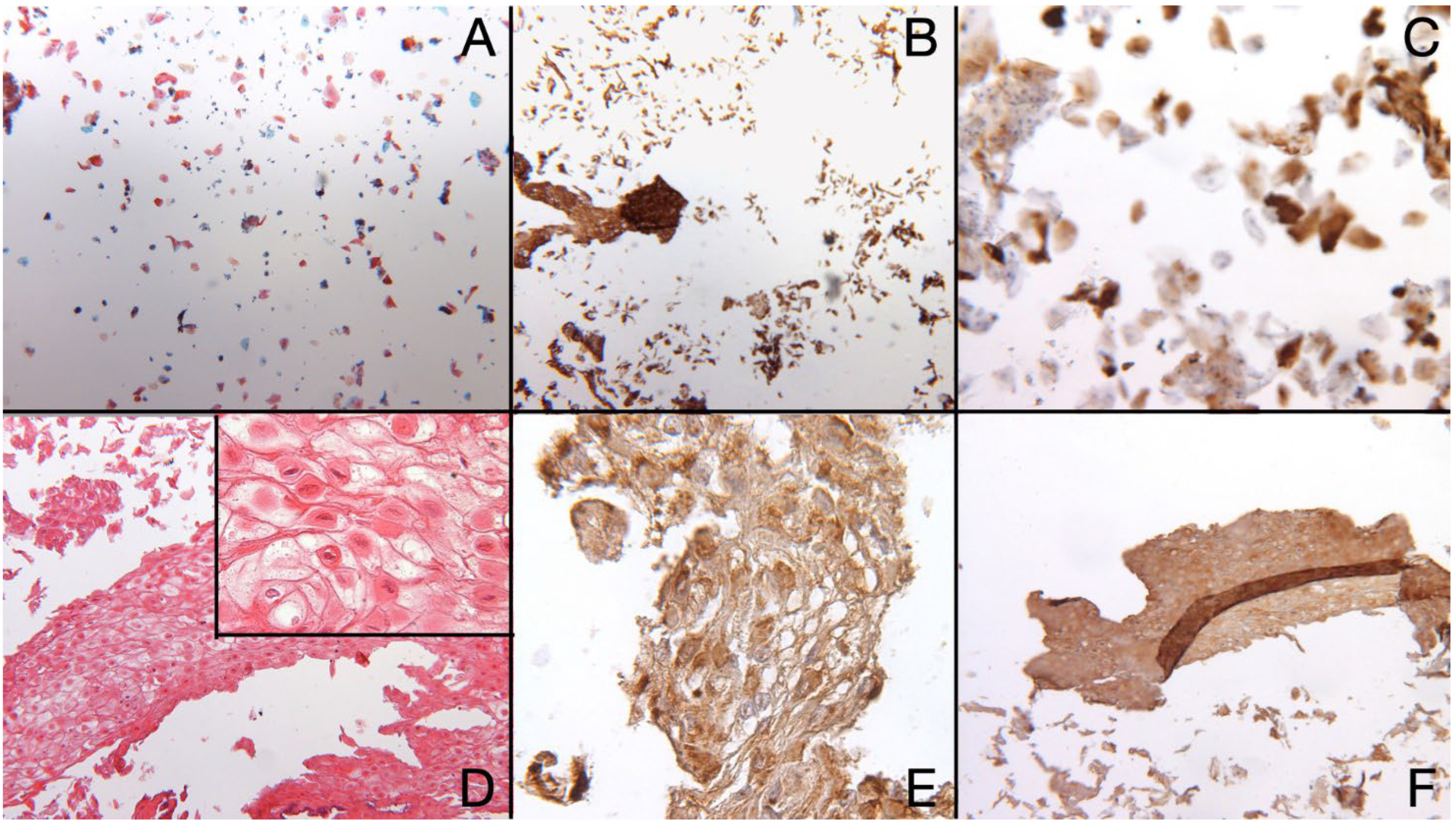 Bioengineering 10 00154 g003