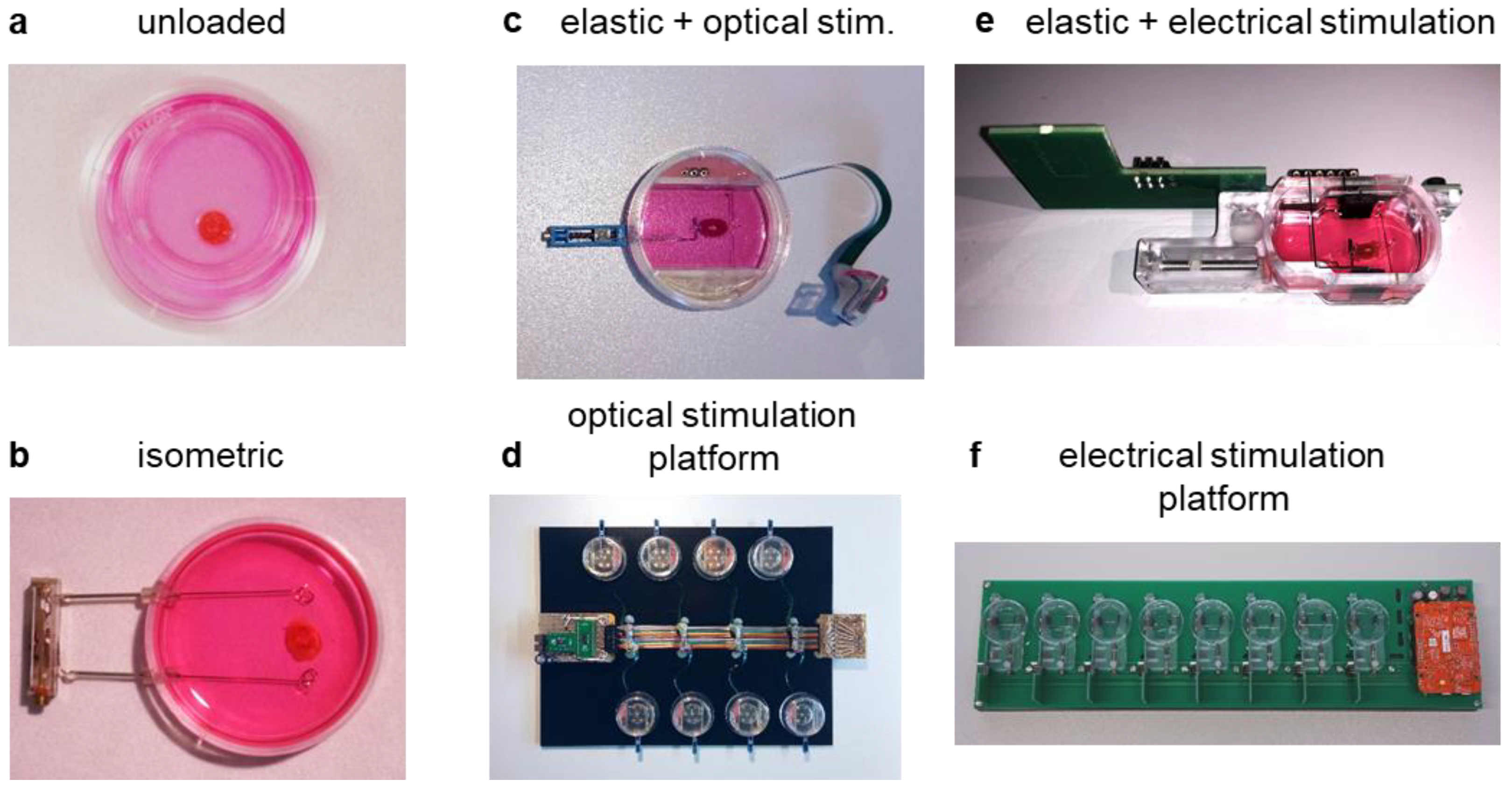 Bioengineering 10 00171 g001