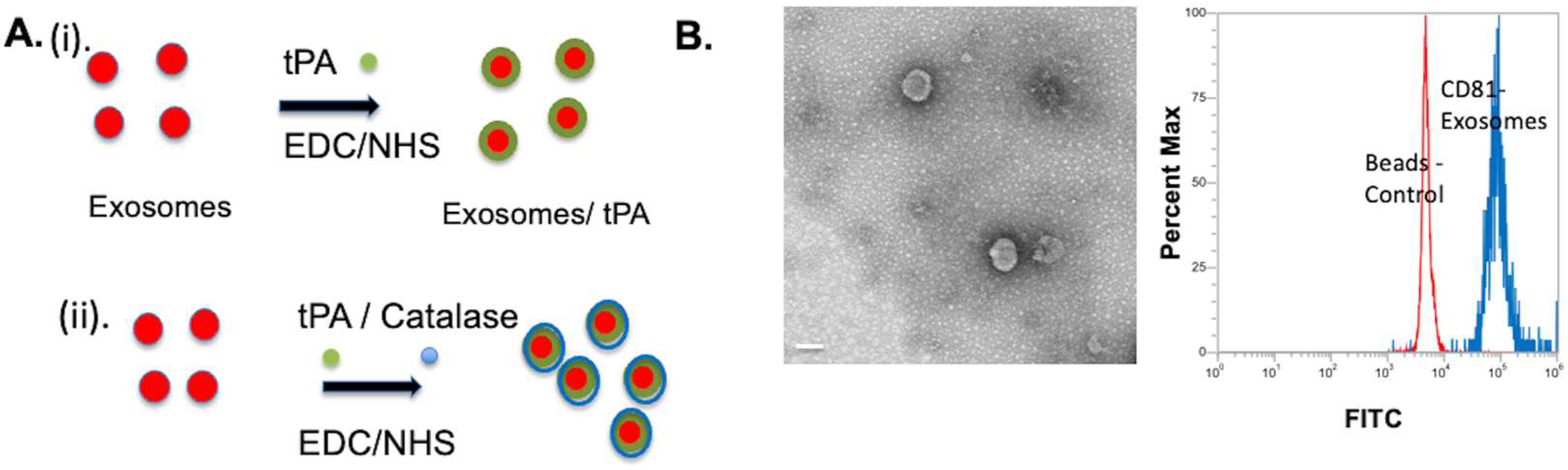 Bioengineering 10 00177 g001
