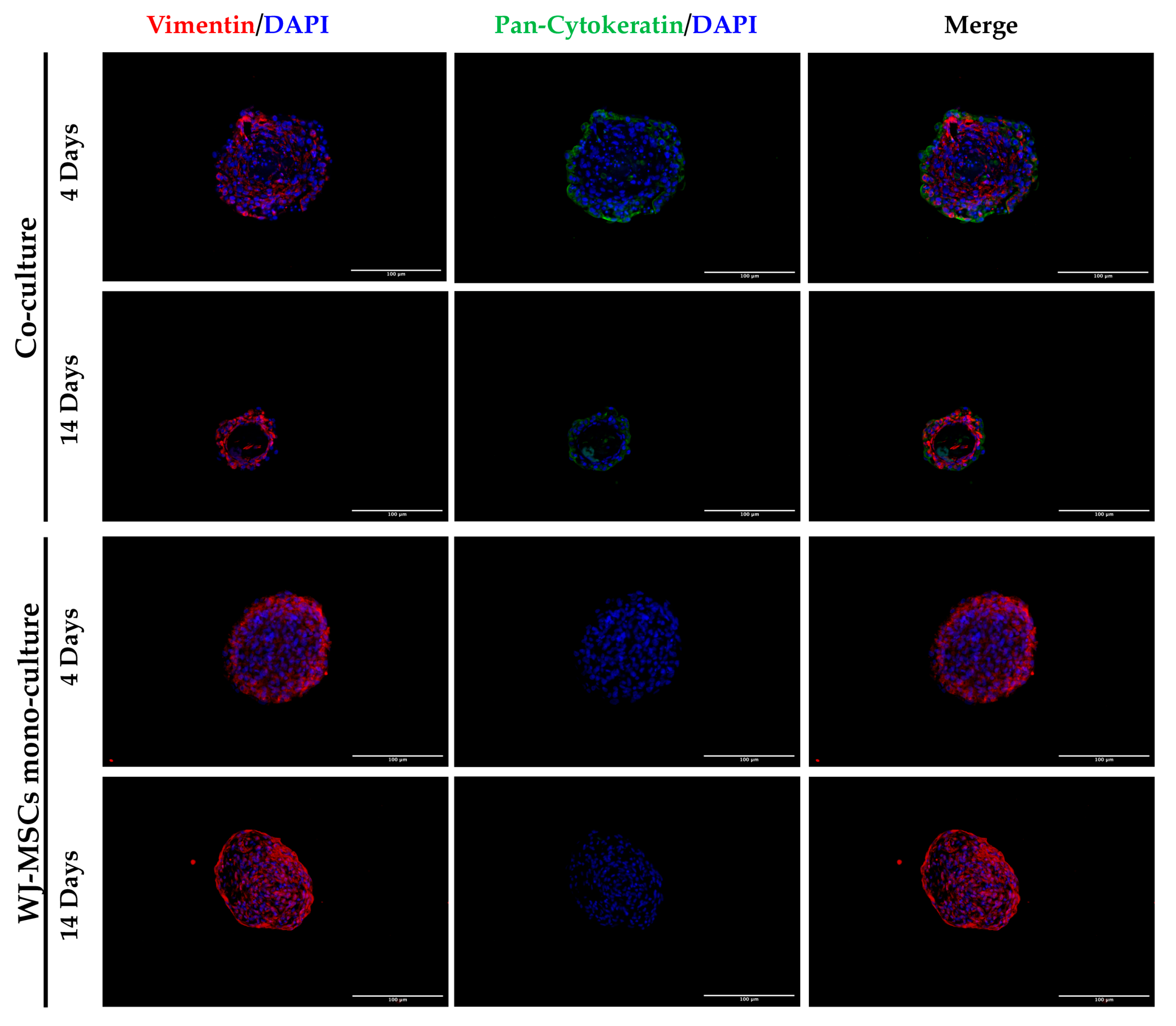 Bioengineering 10 00189 g007 550