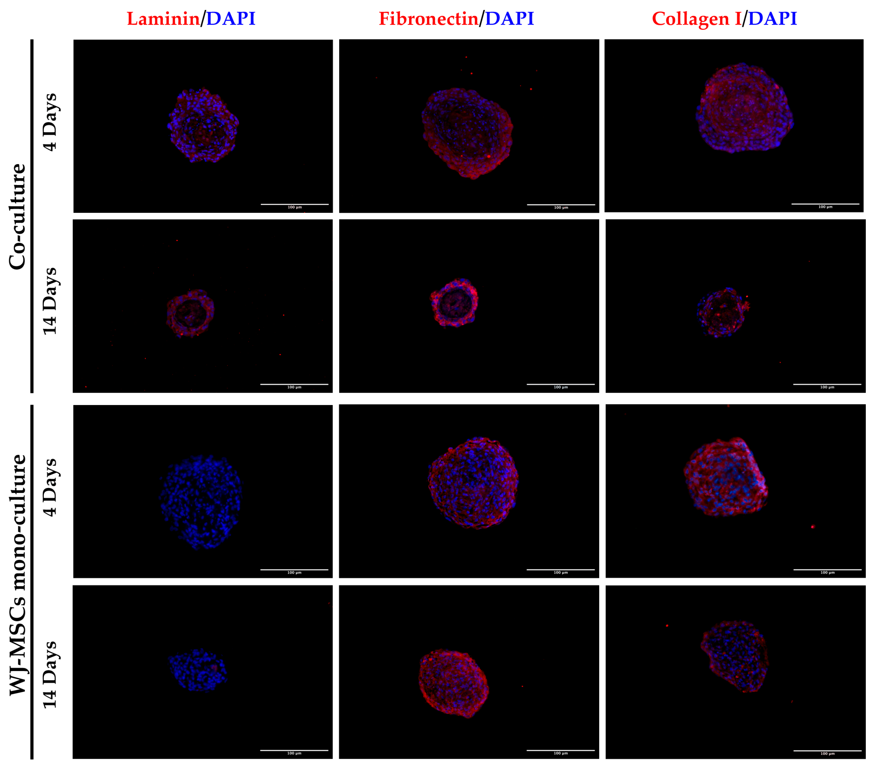 Bioengineering 10 00189 g008 550