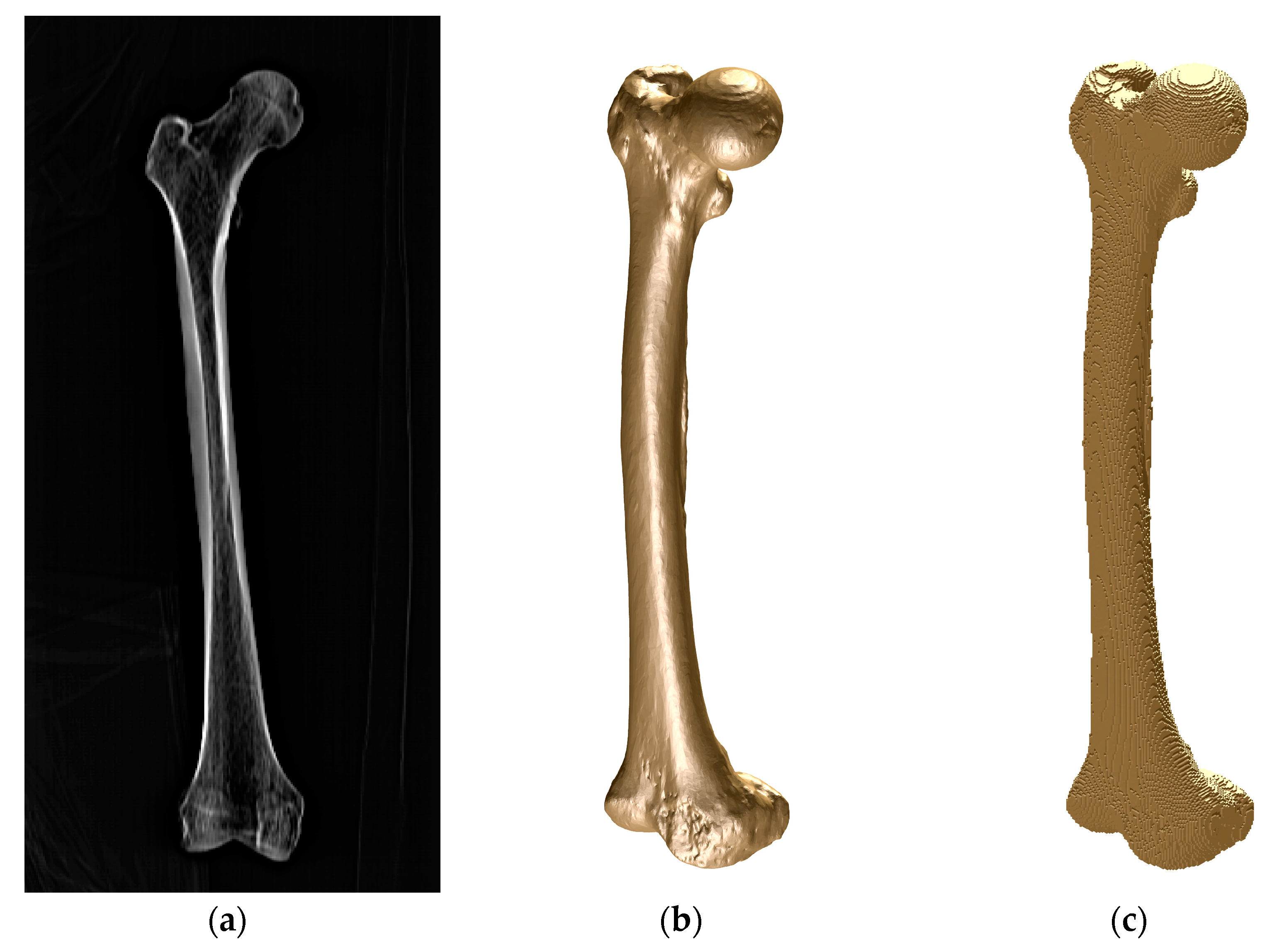 Bioengineering 10 00190 g001