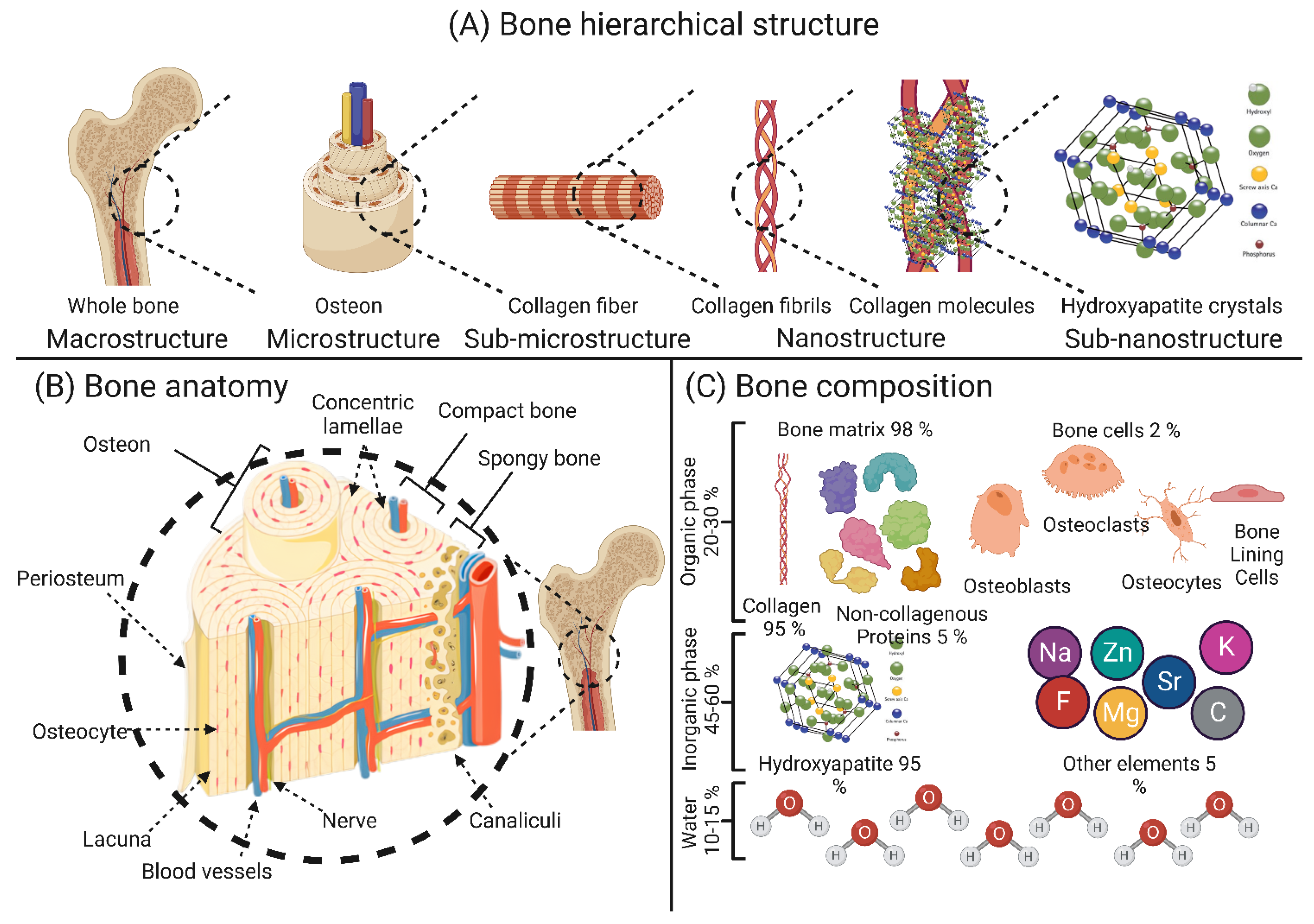 Antimicrobial And Biodegradable 3D Printed Scaffolds For 50 OFF