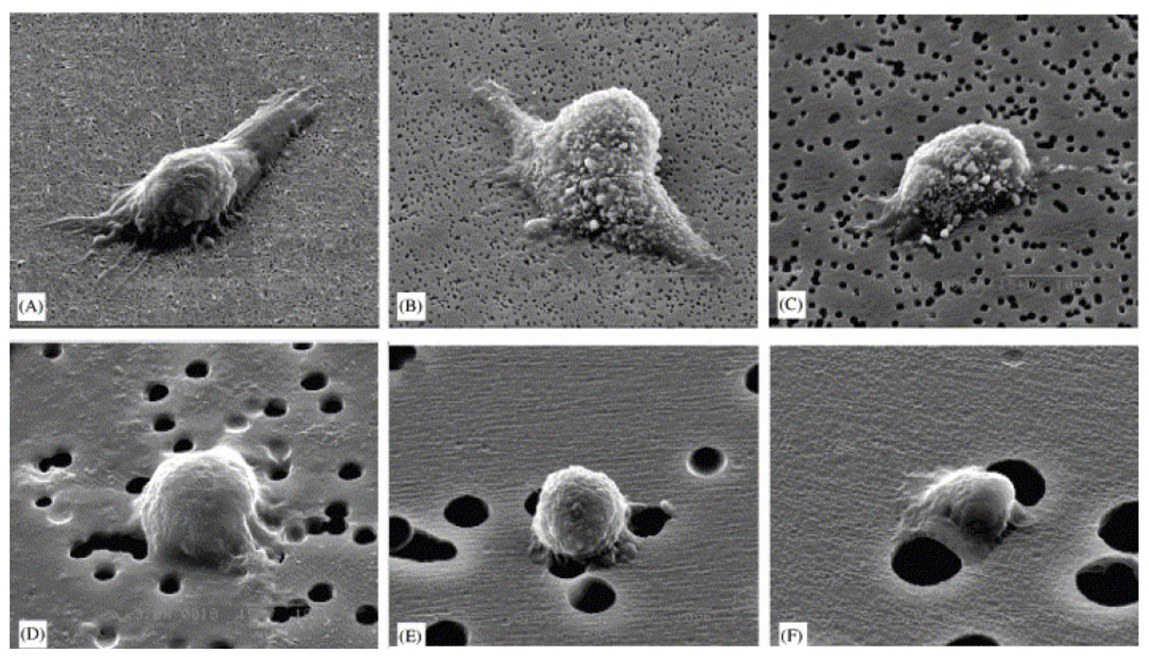 Bioengineering 10 00204 g003
