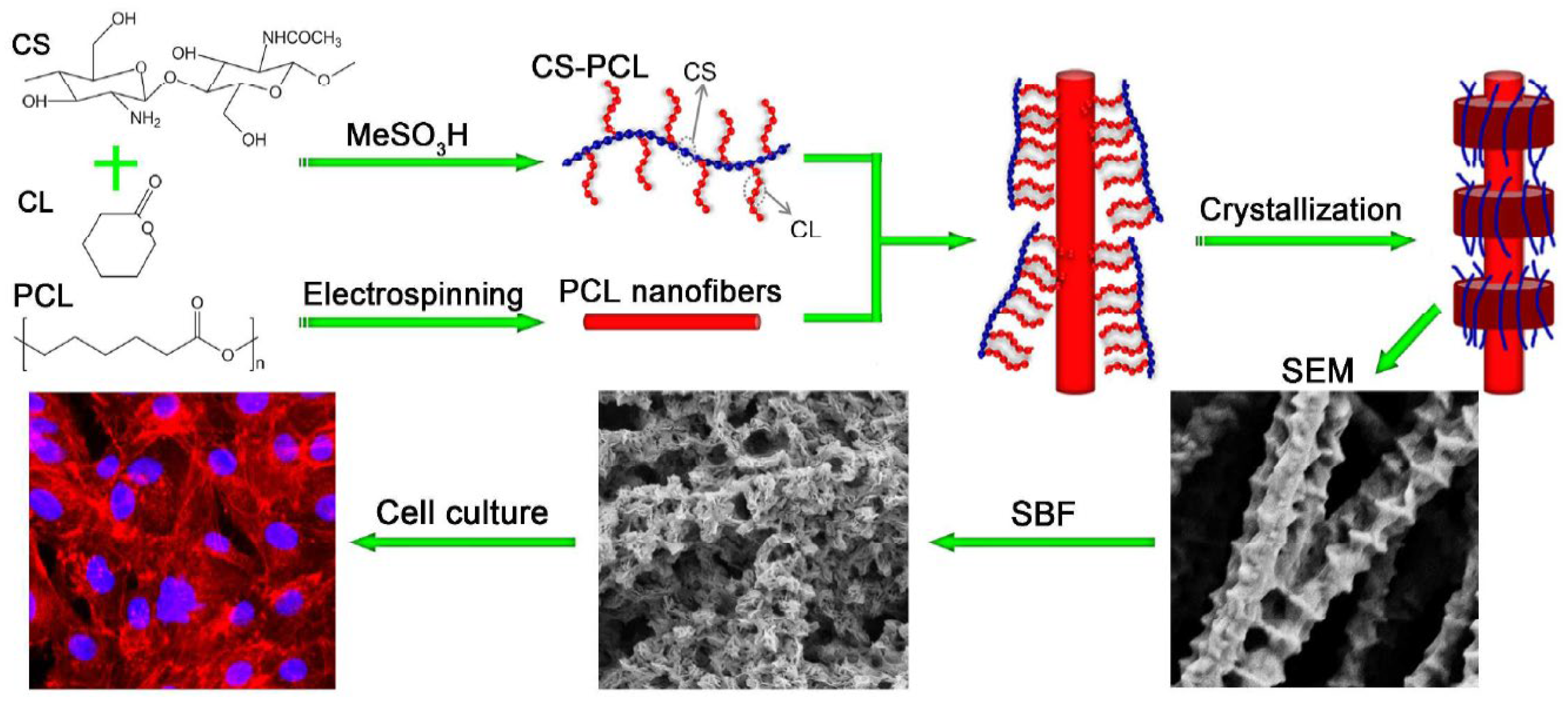 Bioengineering 10 00204 g005