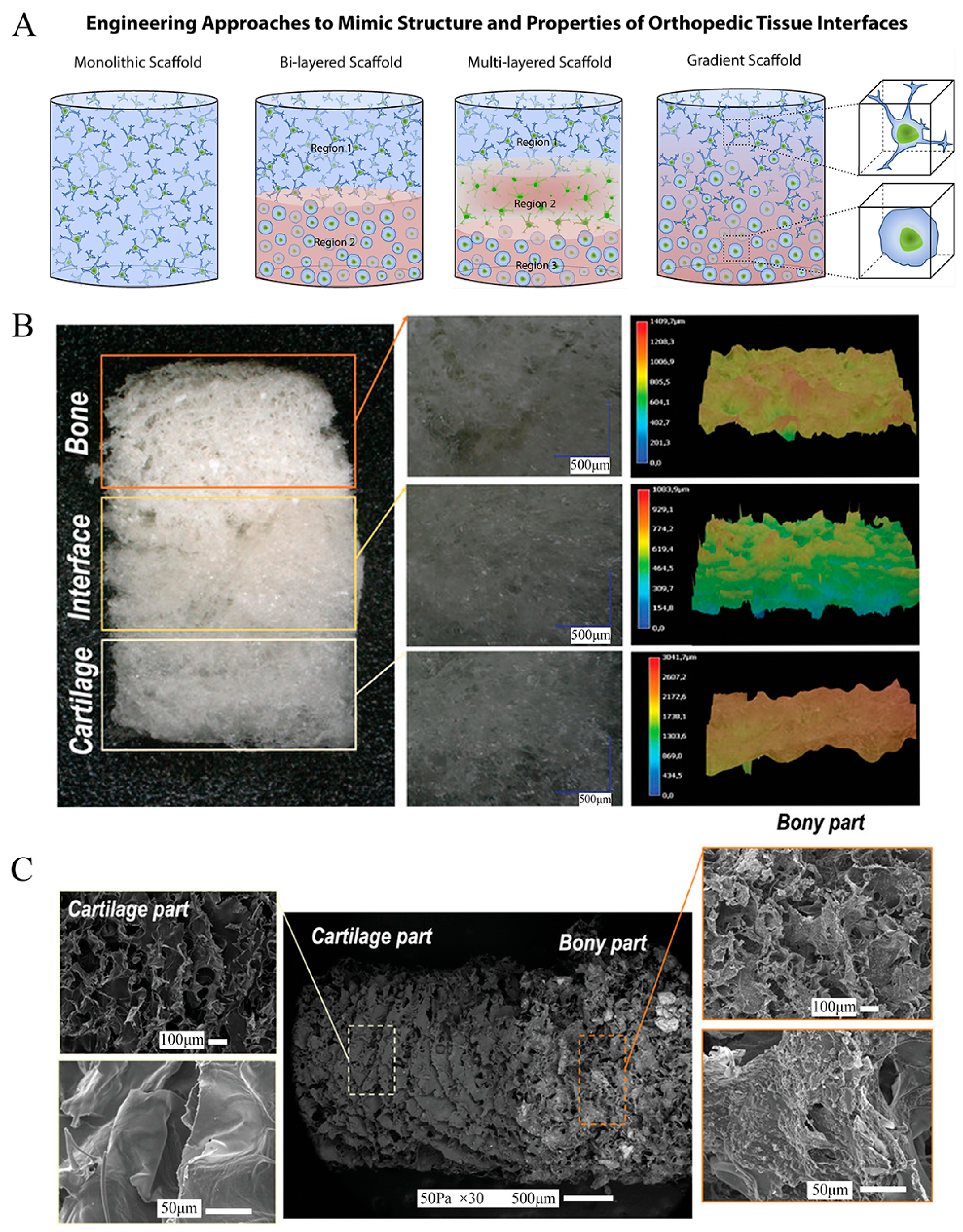 Bioengineering 10 00213 g002 Bioengineering 10 00213 g002
