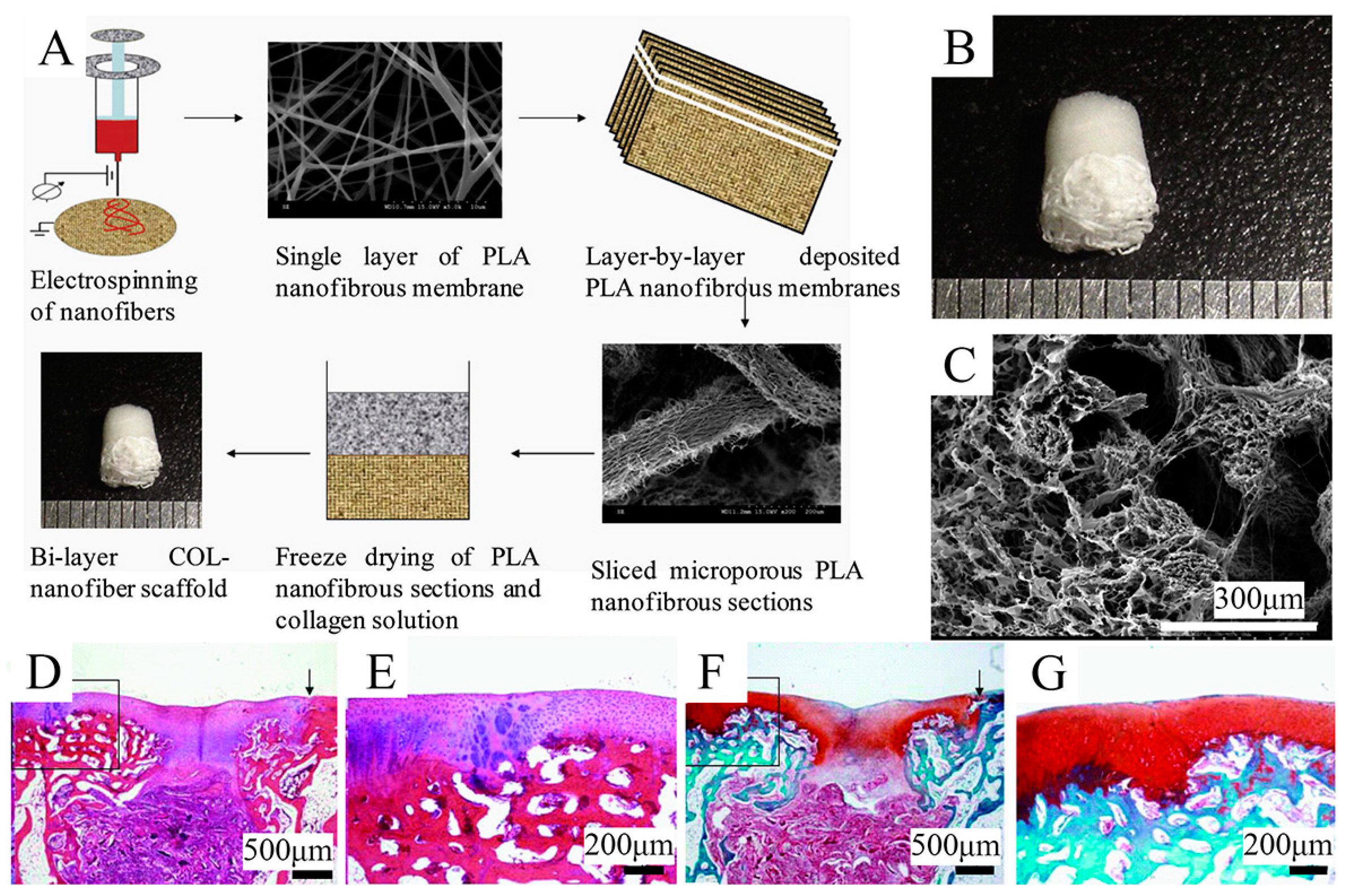 Bioengineering 10 00213 g004 Bioengineering 10 00213 g004