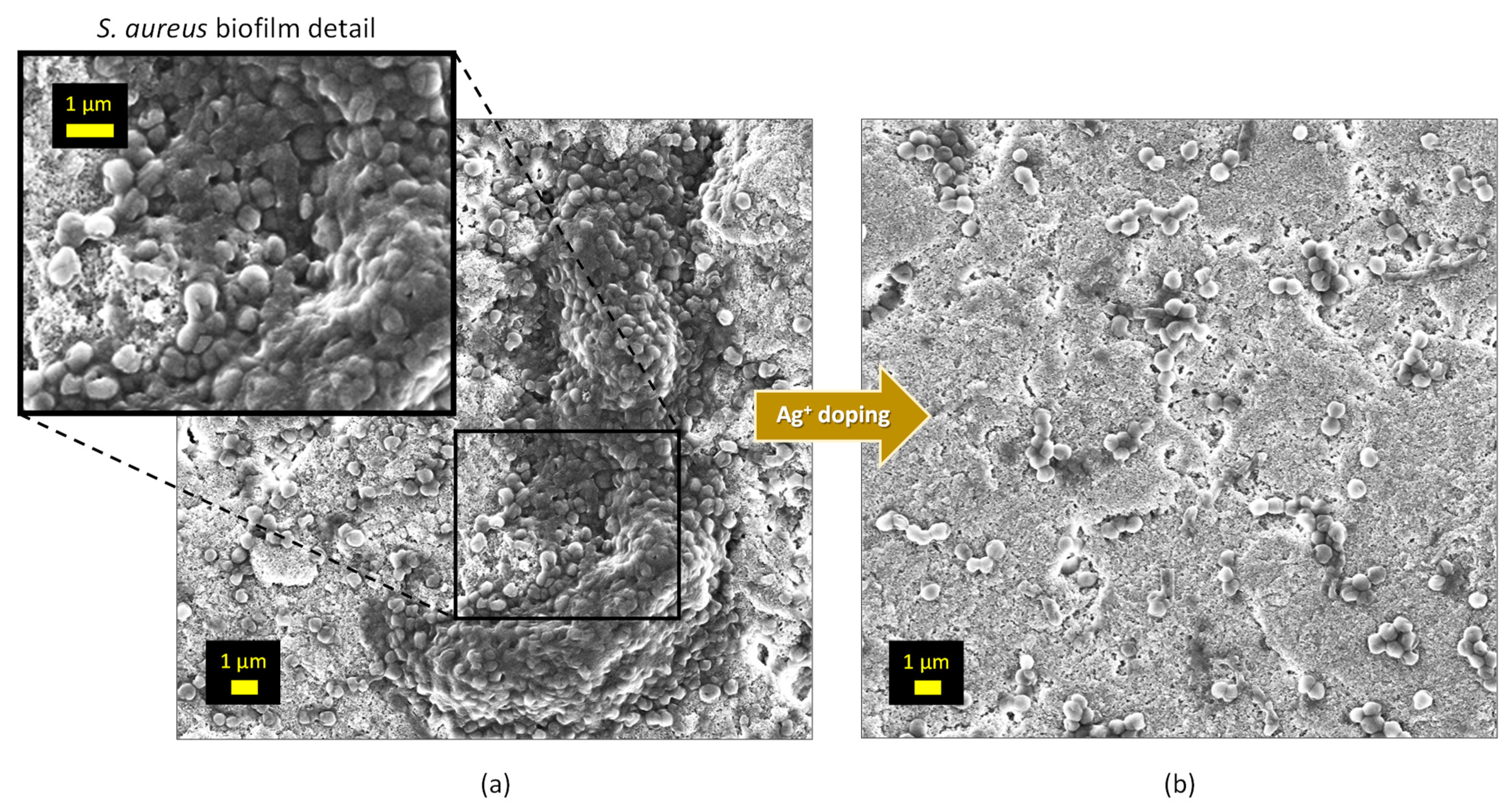 Bioengineering 10 00220 g009
