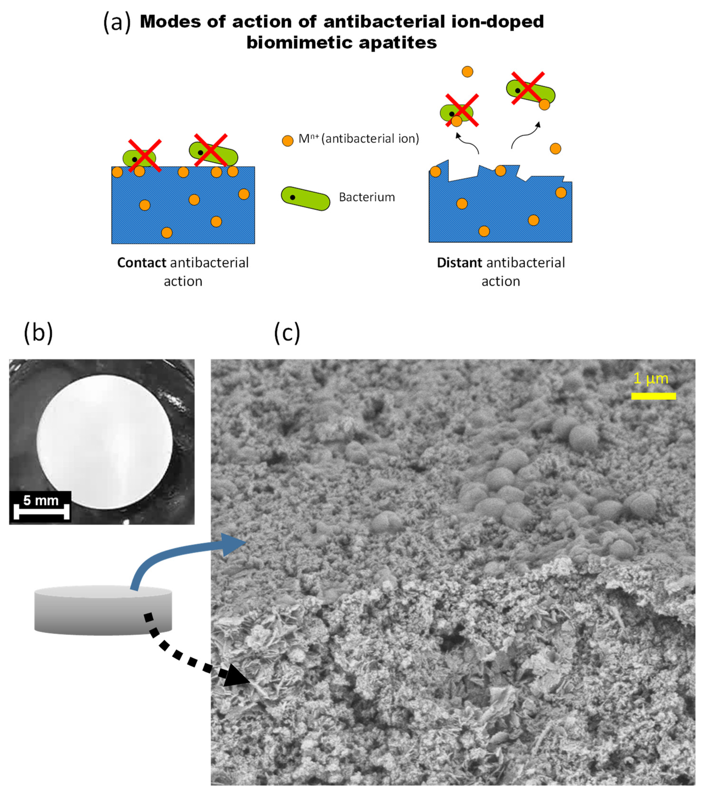Bioengineering 10 00220 g010