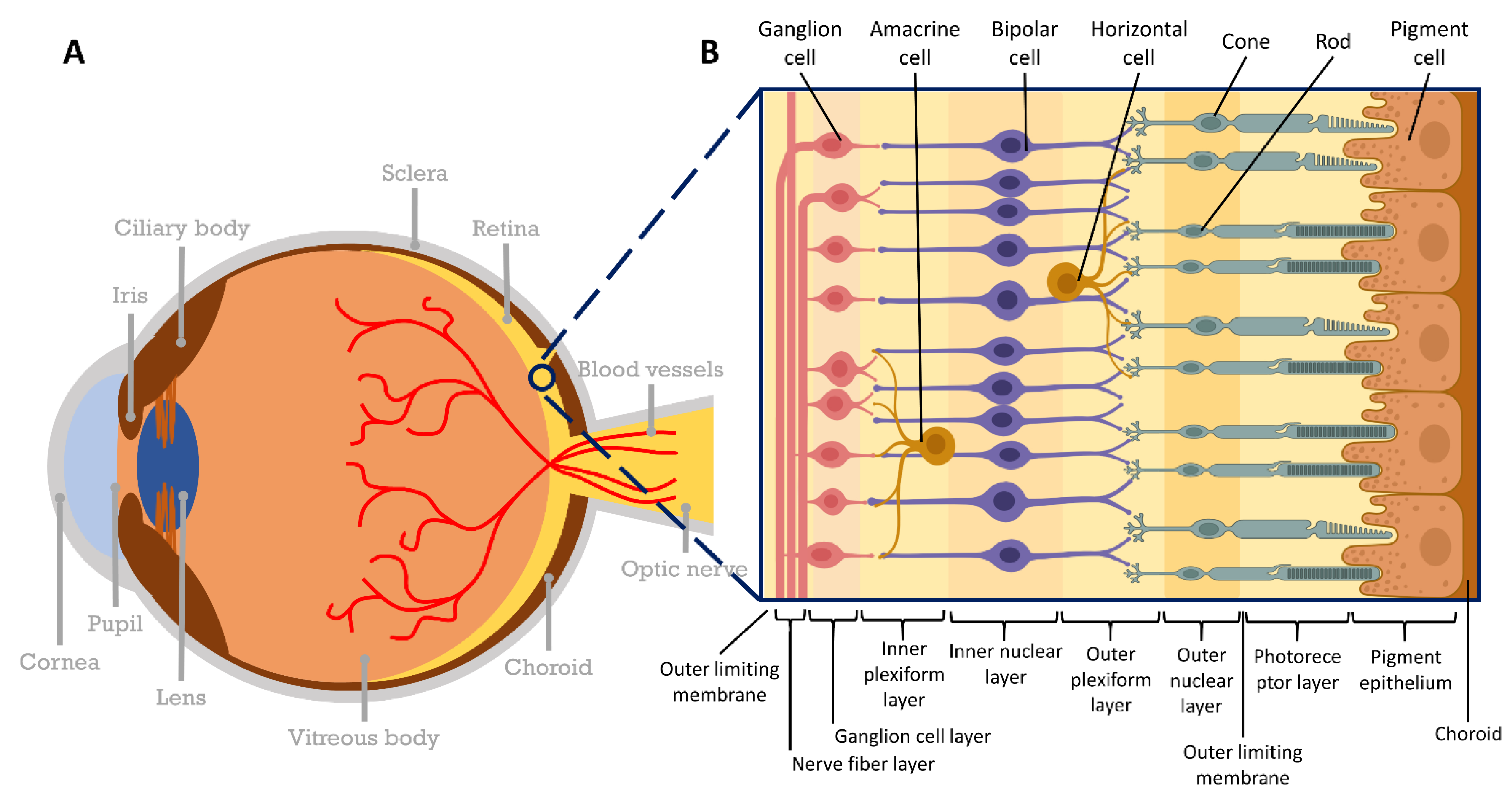 Bioengineering 10 00223 g001