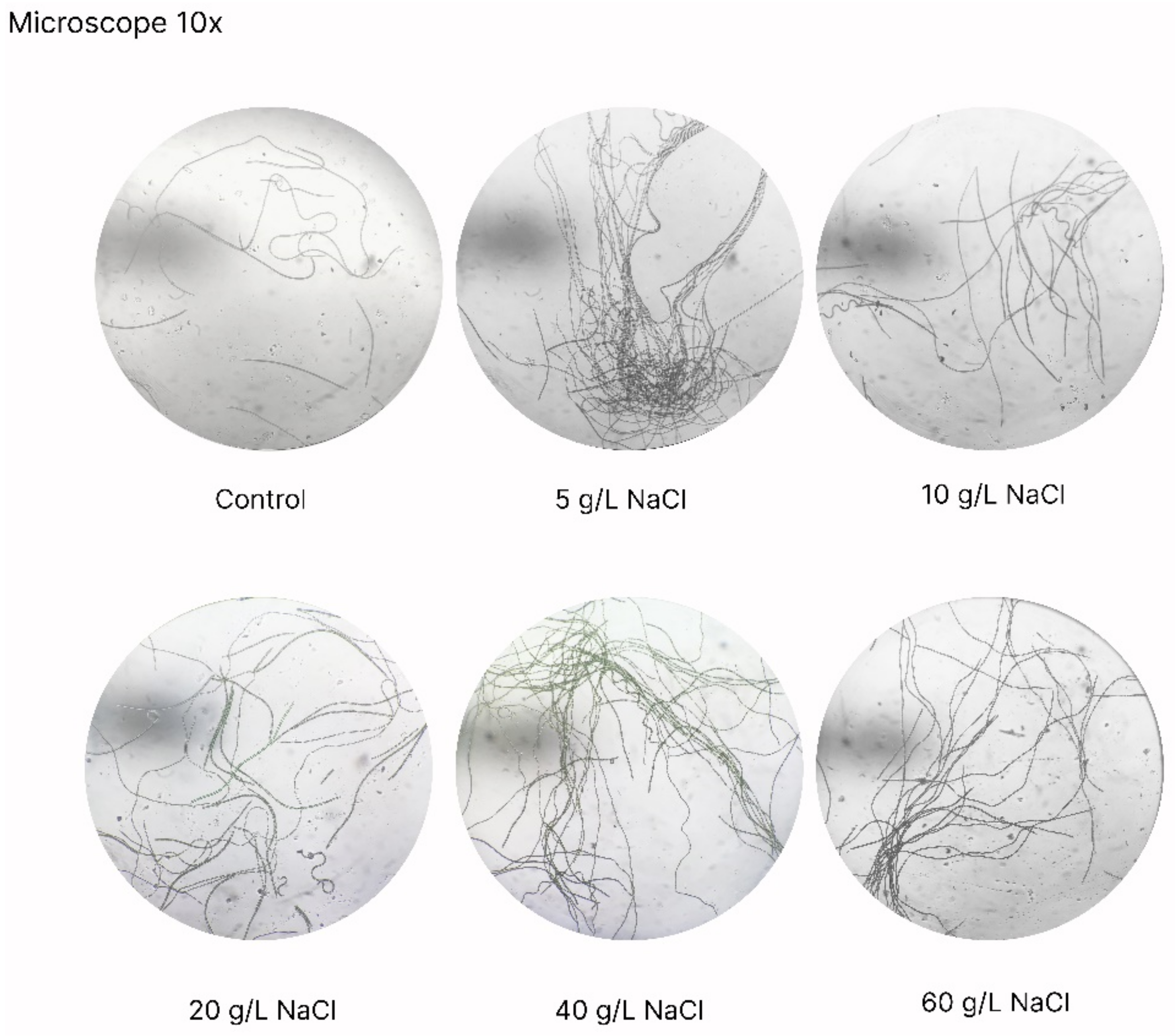 Bioengineering 10 00233 g007