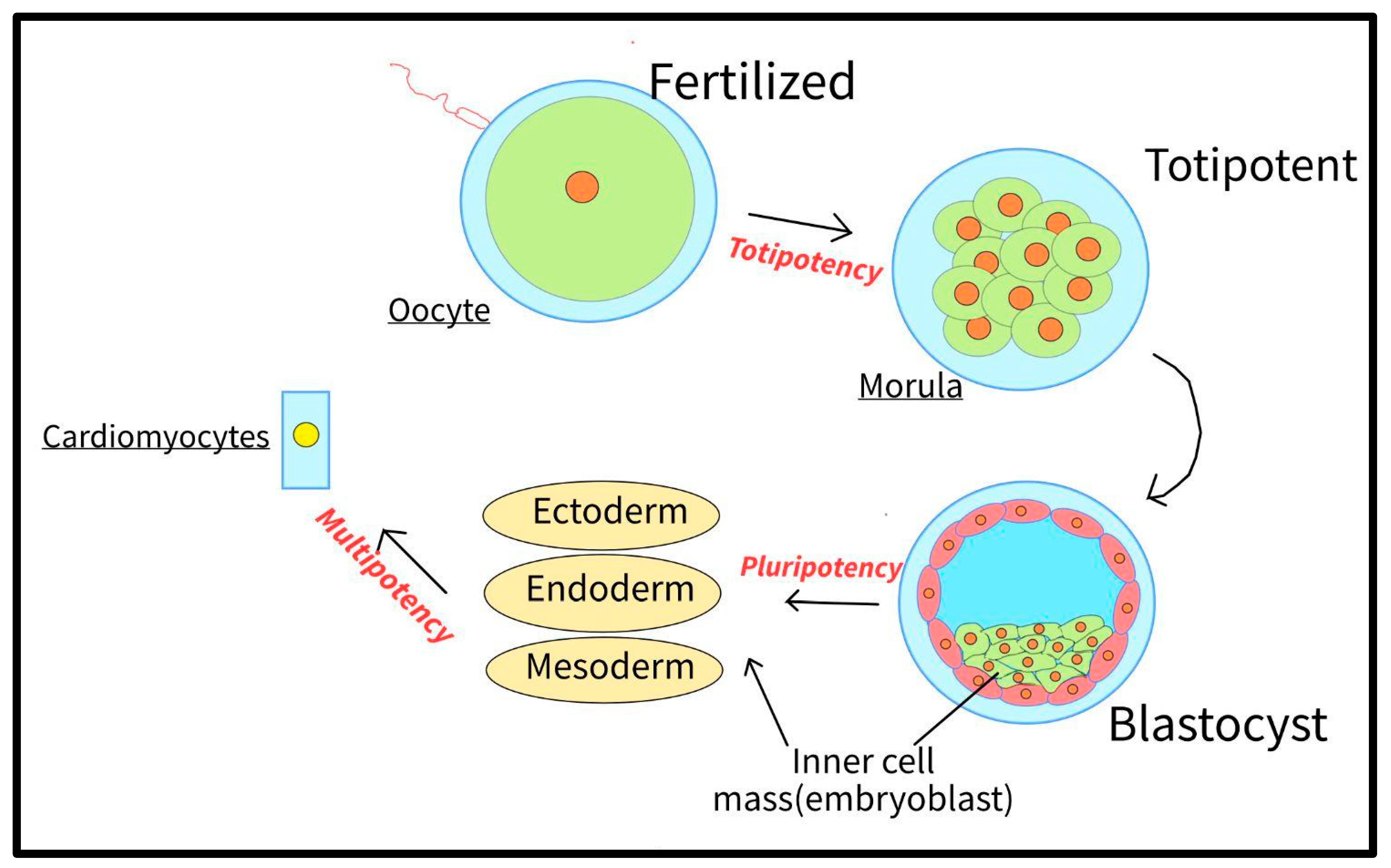 Bioengineering 10 00237 g003 Bioengineering 10 00237 g003