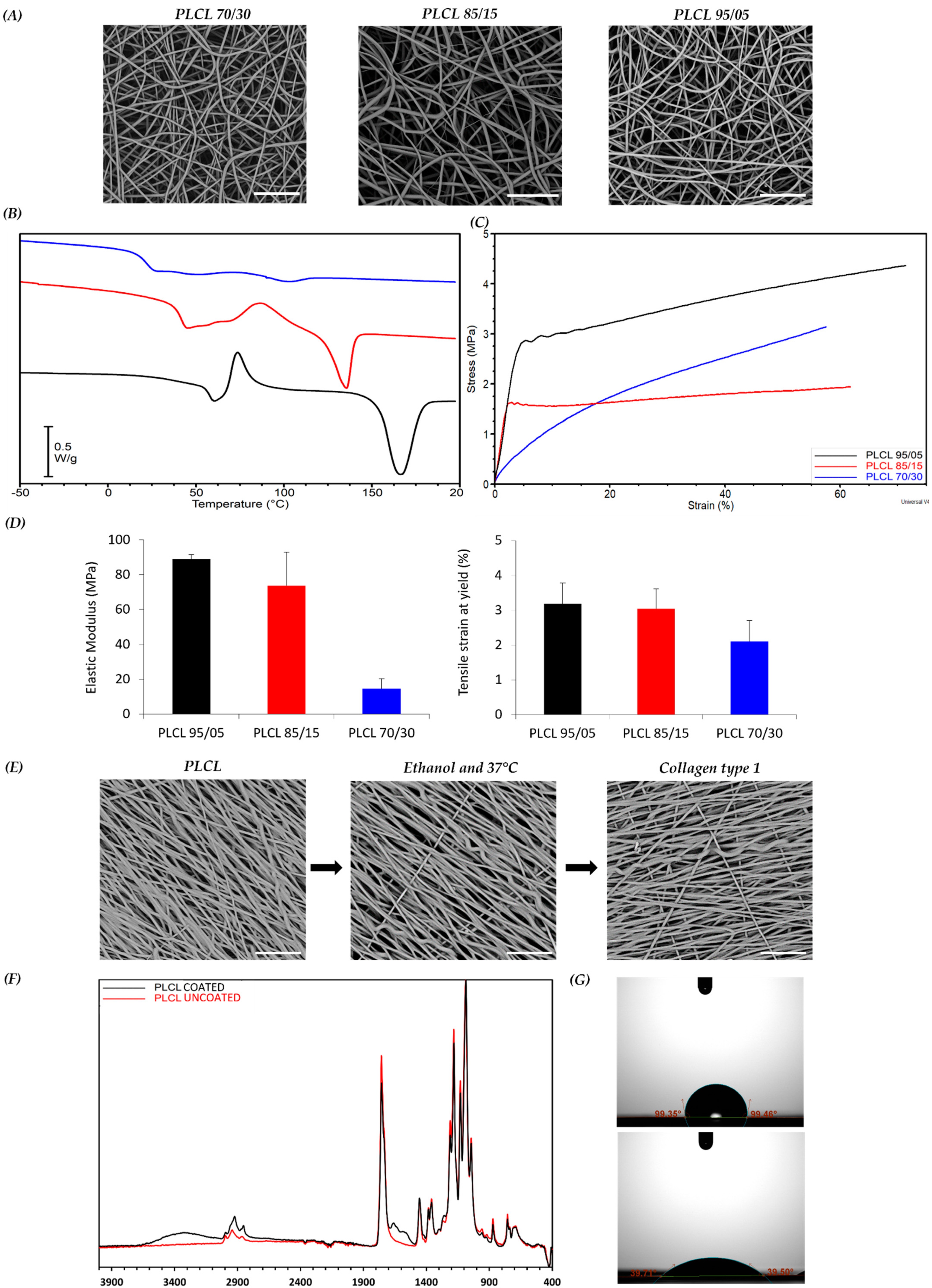 Bioengineering | Free Full-Text | Electrospun  Poly(L-lactide-co-ε-caprolactone) Scaffold Potentiates C2C12  Myoblast Bioactivity and Acts as a Stimulus for Cell Commitment in Skeletal  Muscle Myogenesis