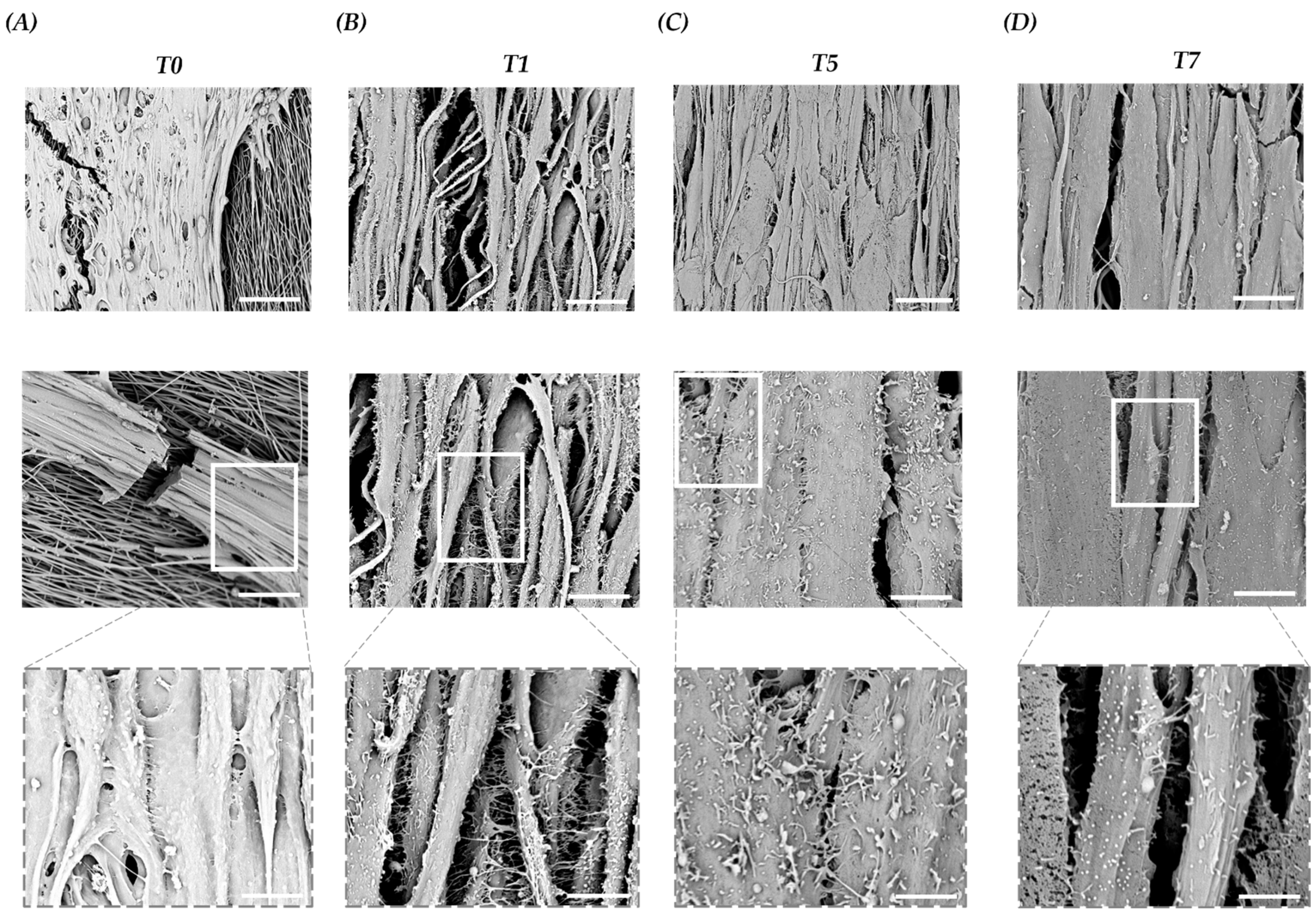 Bioengineering 10 00239 g005 Bioengineering 10 00239 g005