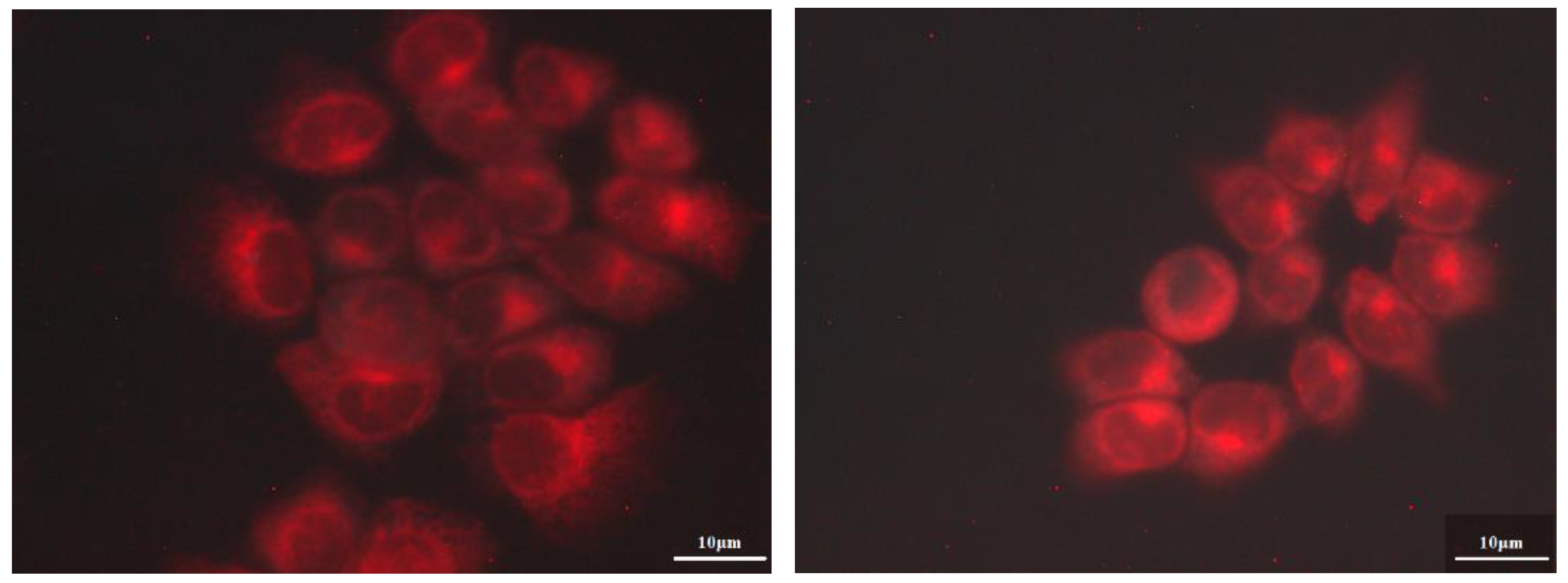 Bioengineering 10 00244 g010