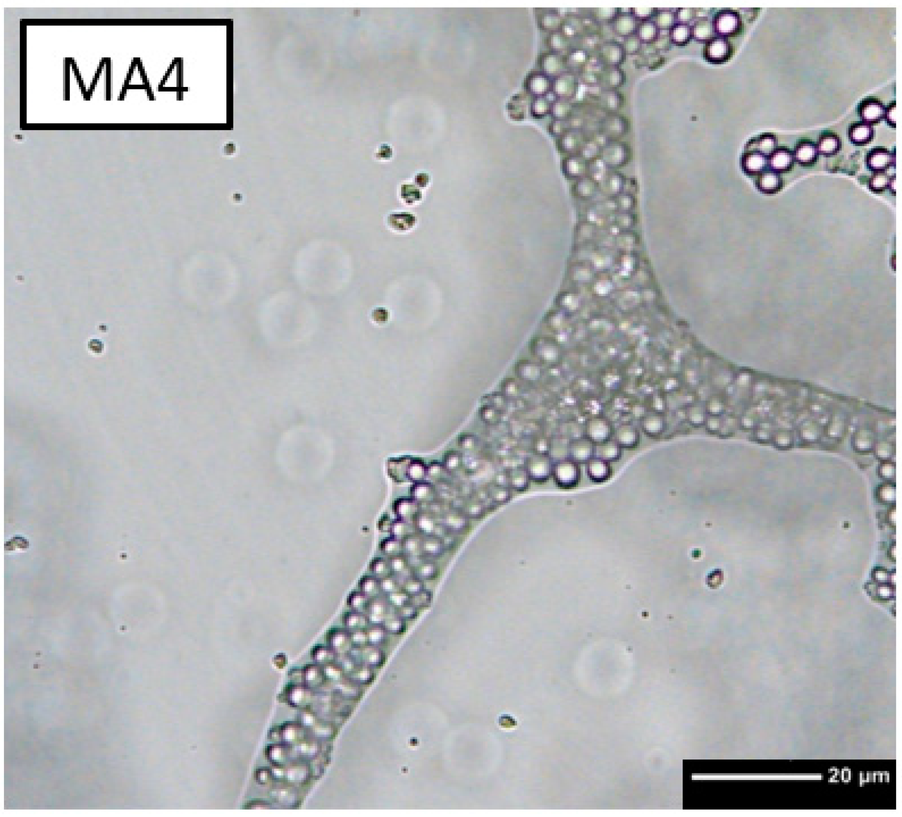 Bioengineering 10 00256 g003