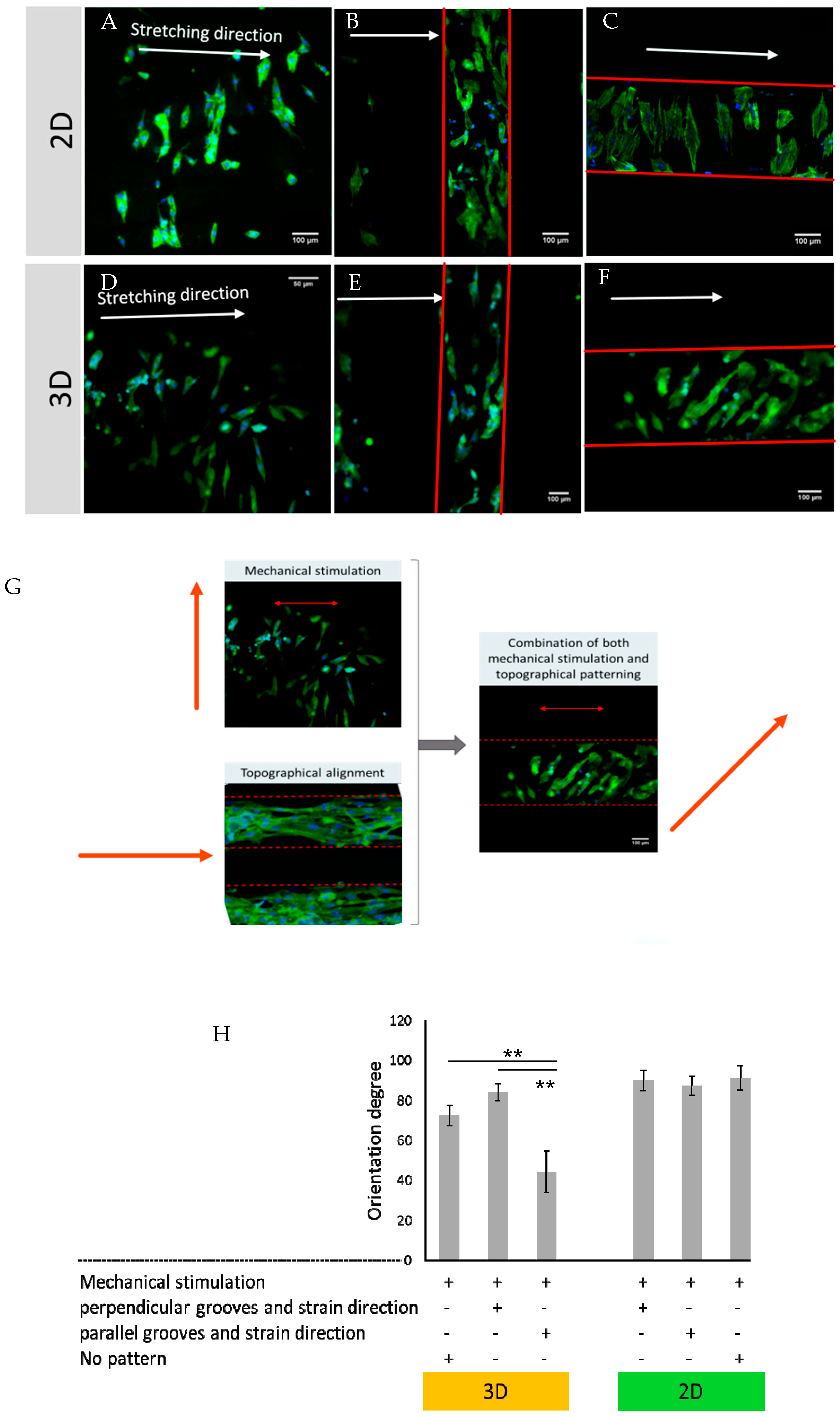 Bioengineering 10 00266 g005