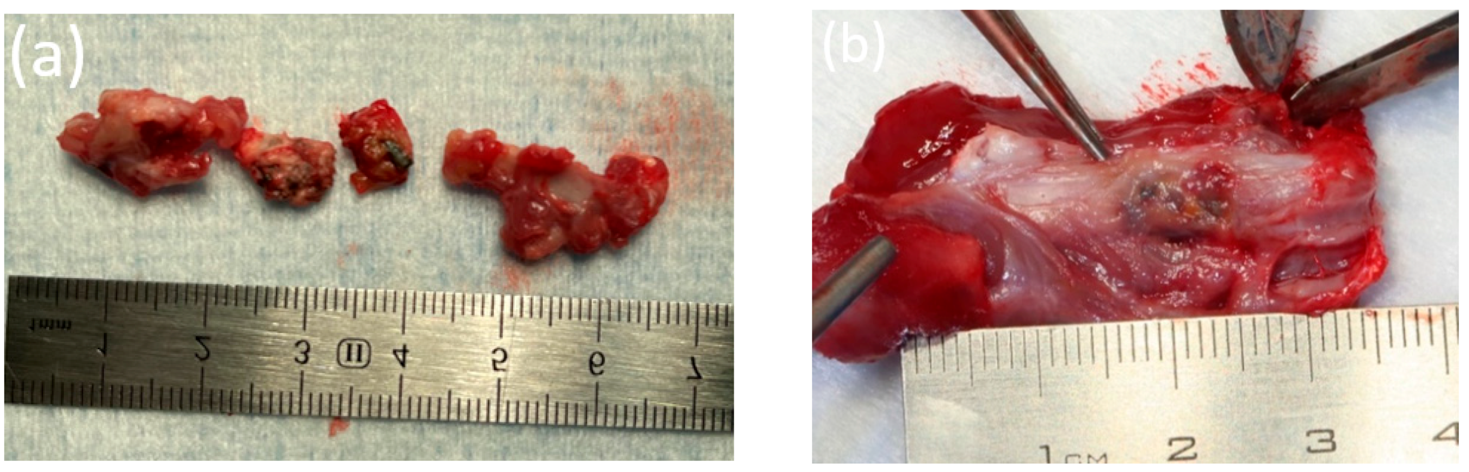 Bioengineering 10 00273 g004