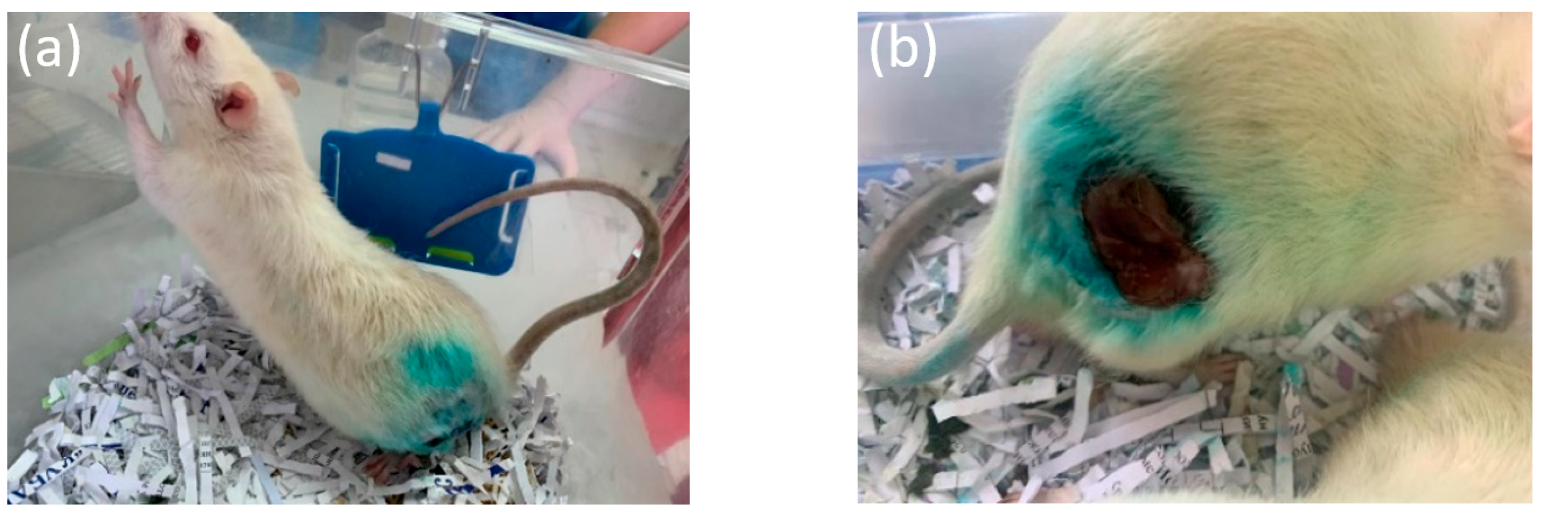 Bioengineering 10 00273 g005