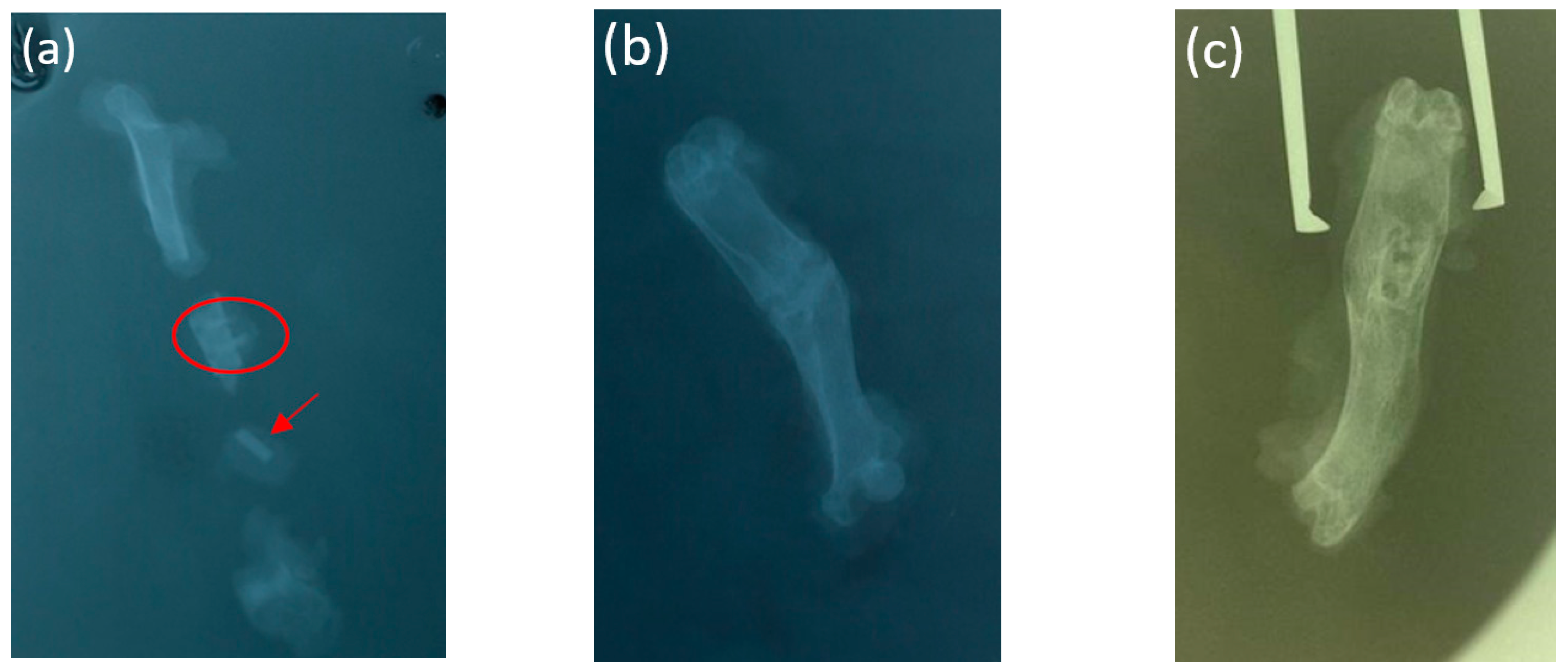 Bioengineering 10 00273 g007