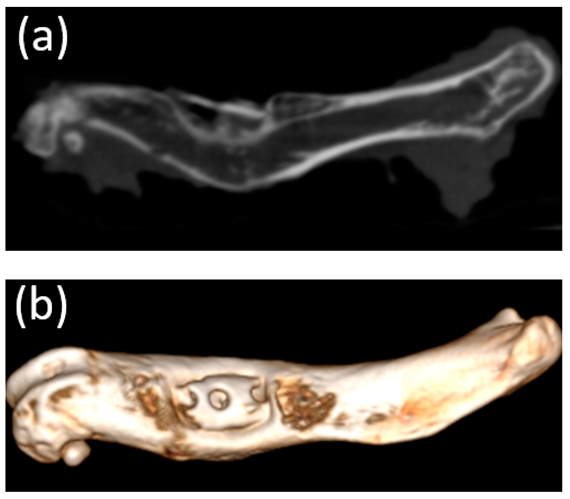 Bioengineering 10 00273 g010