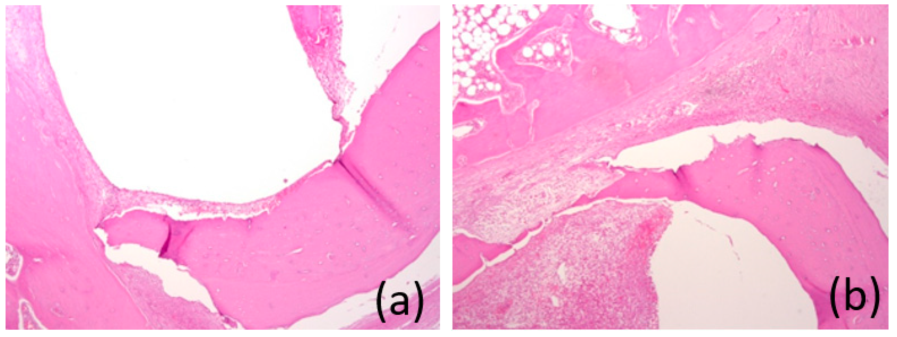 Bioengineering 10 00273 g017