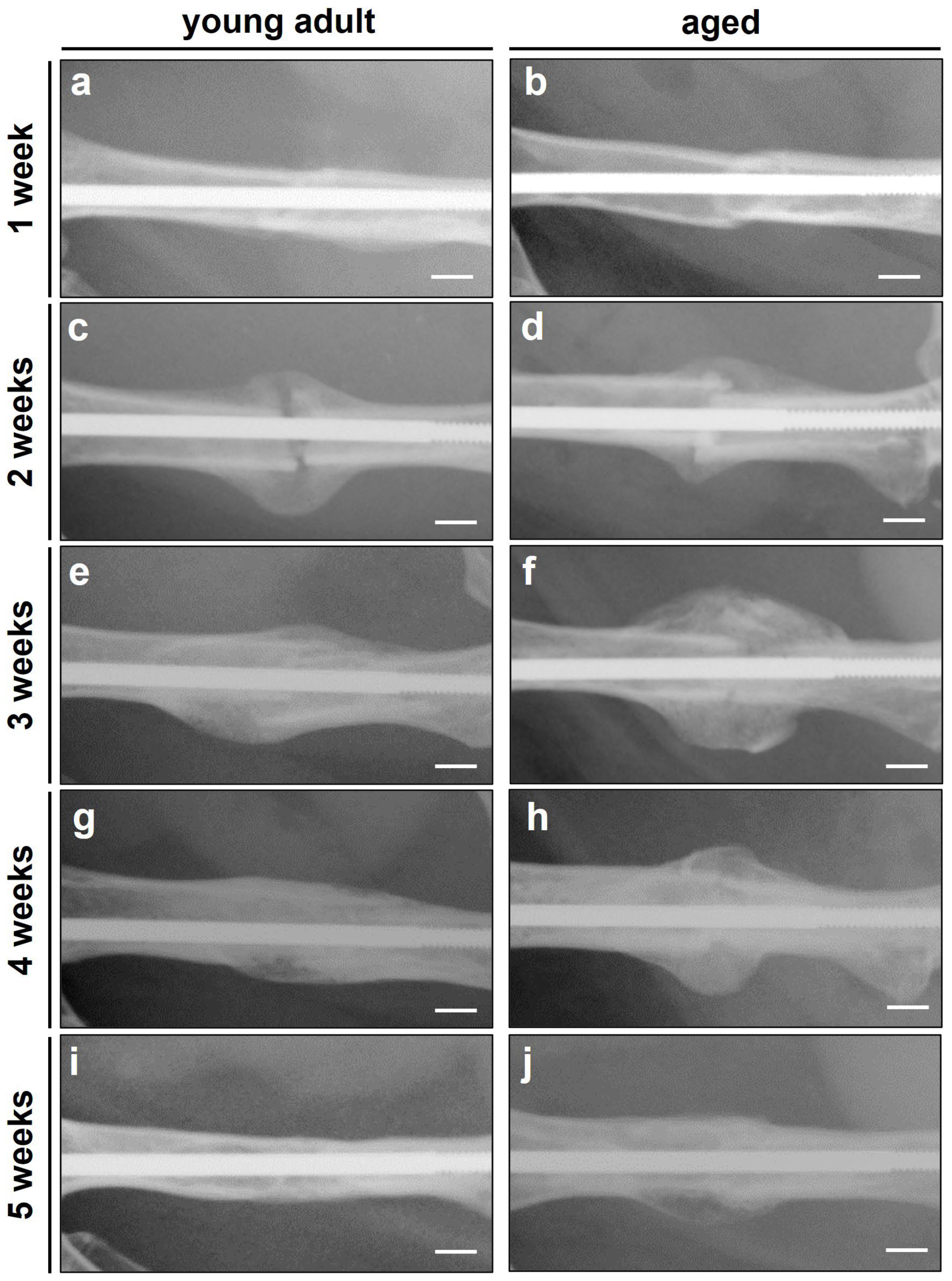 Bioengineering 10 00275 g002
