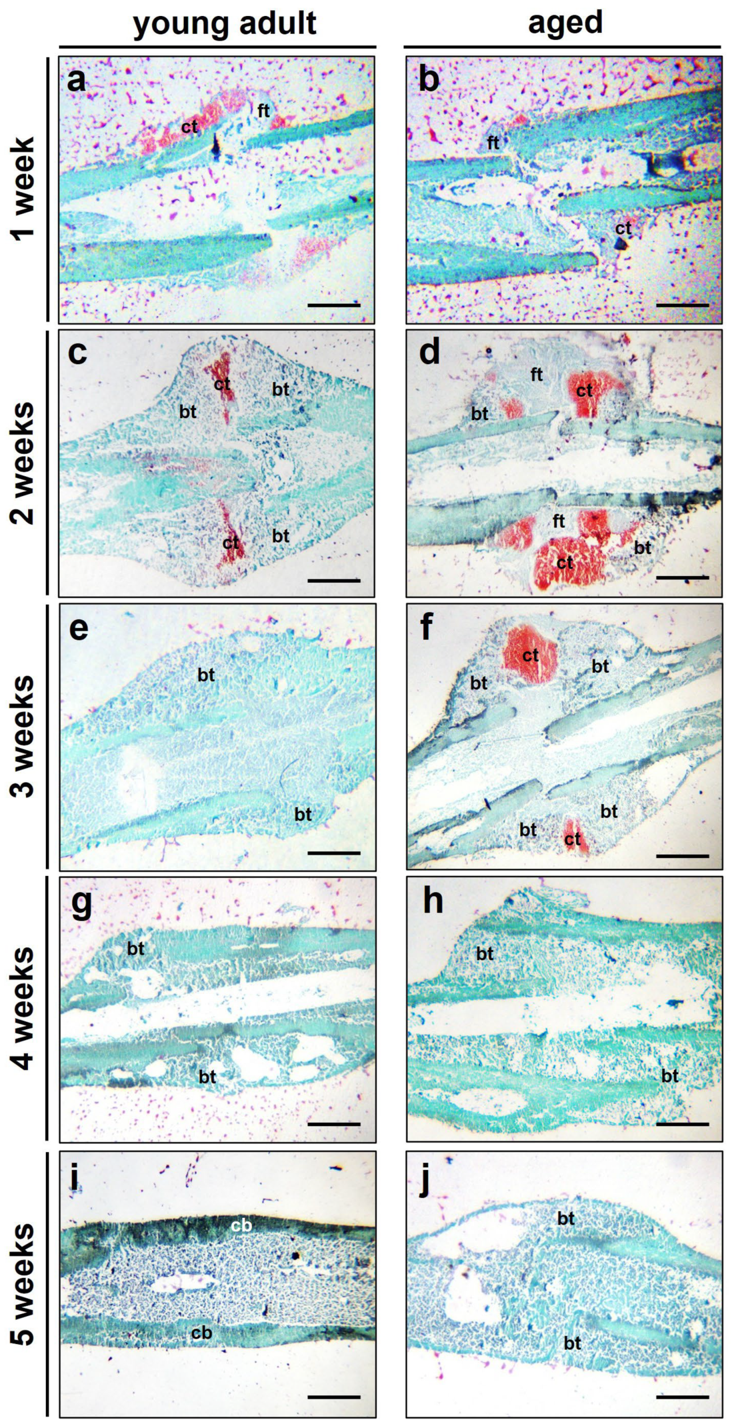 Bioengineering 10 00275 g005